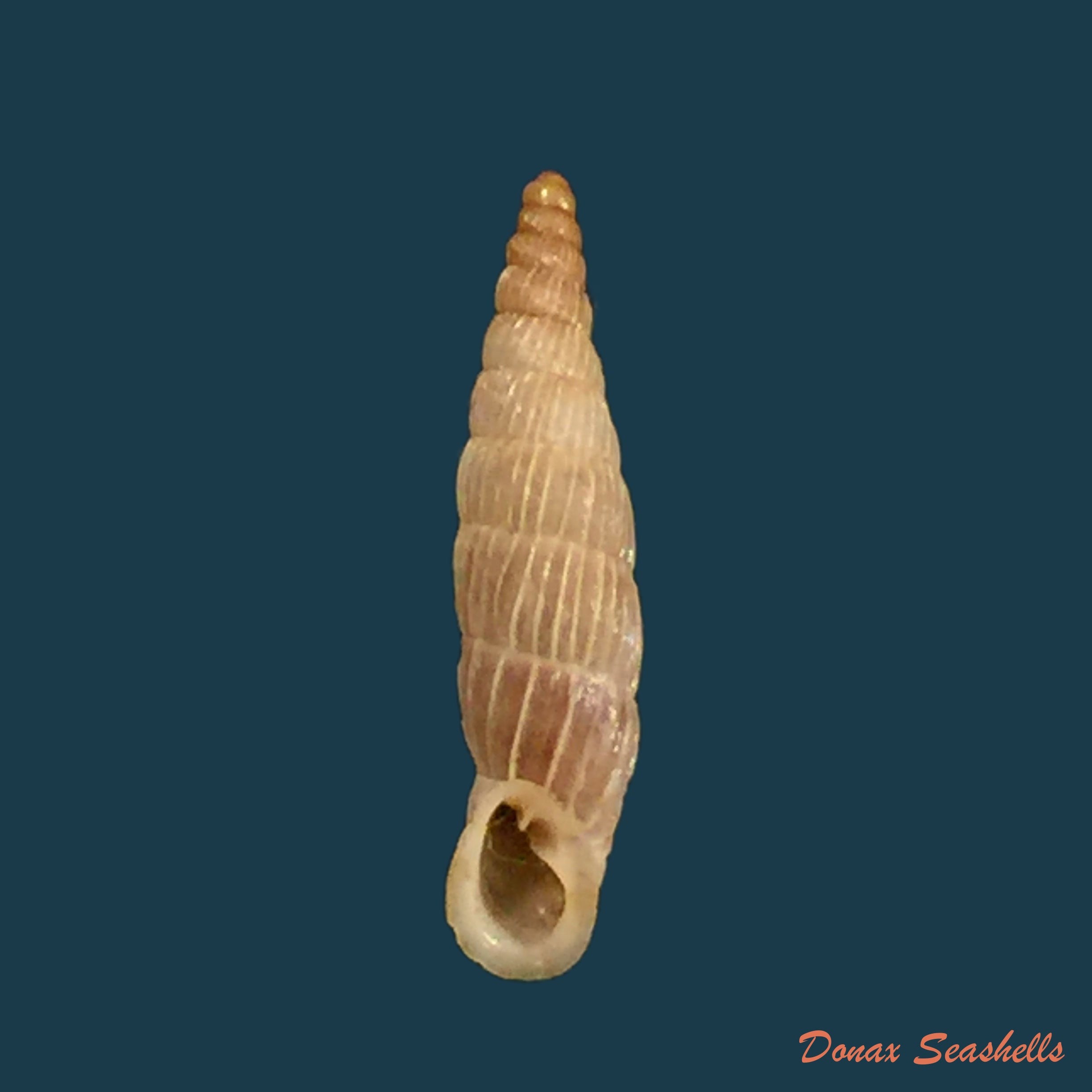 copia-de-albinaria-lerosiensis-pfeiffer-1841-15-7mm-2