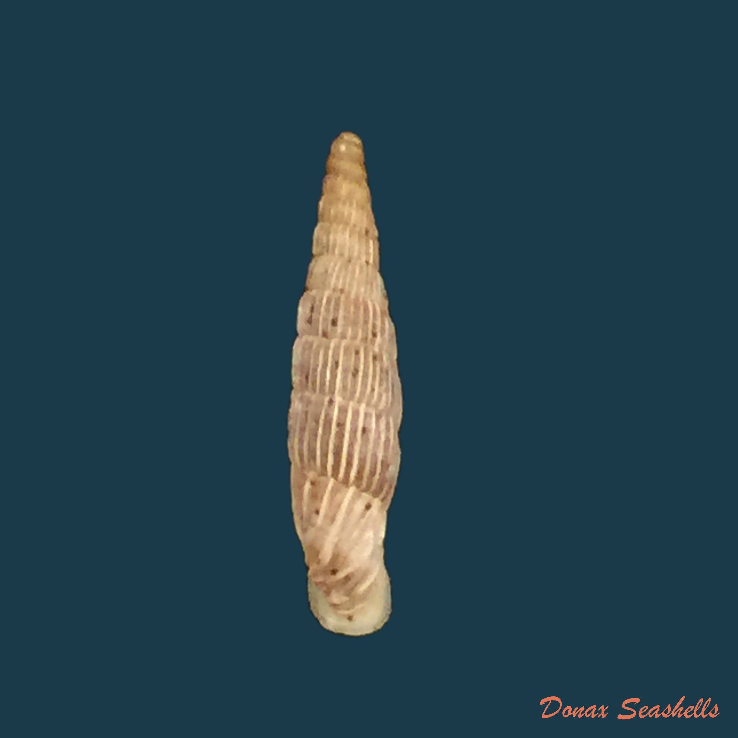copia-de-albinaria-lerosiensis-pfeiffer-1841-16-7mm