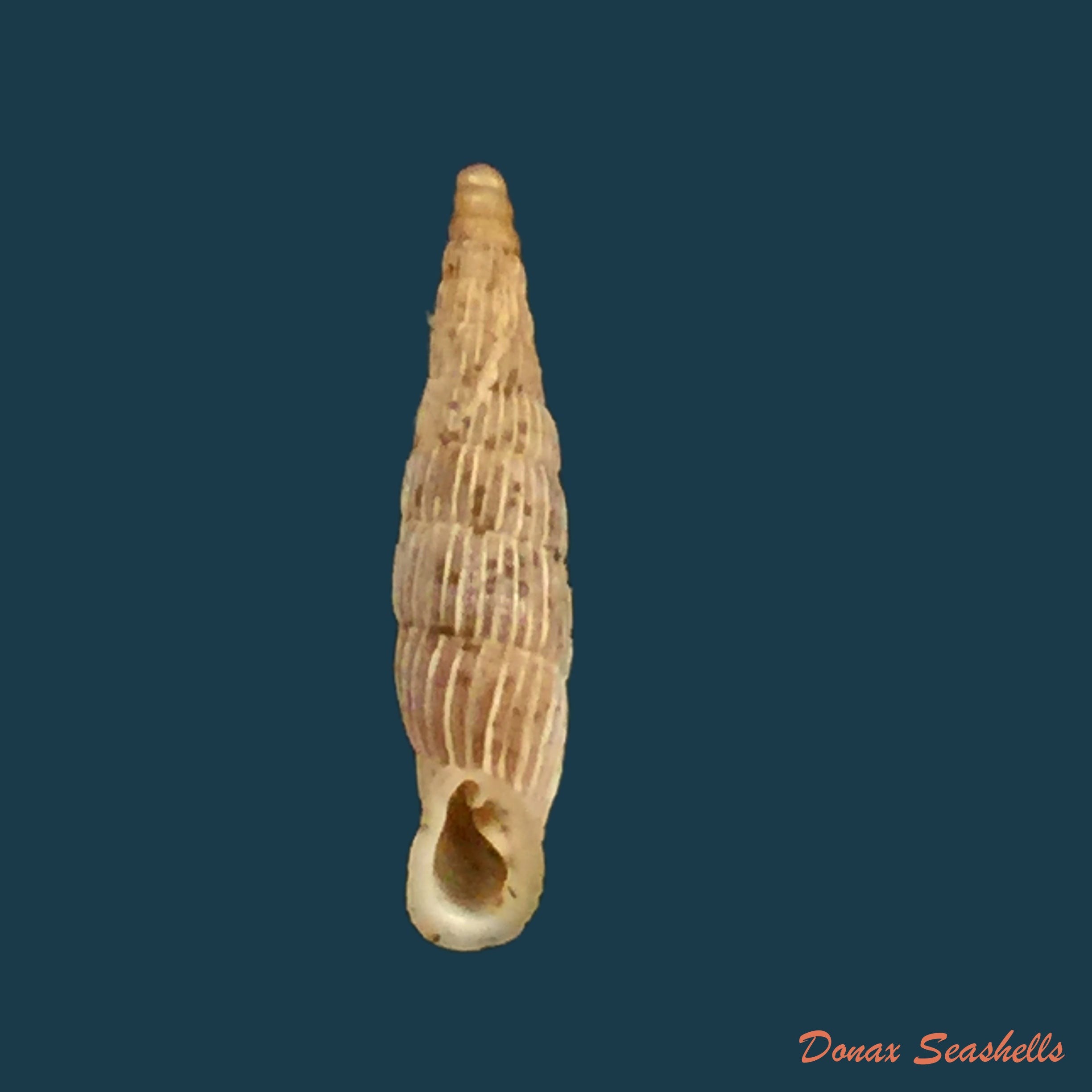 copia-de-albinaria-lerosiensis-pfeiffer-1841-16-7mm