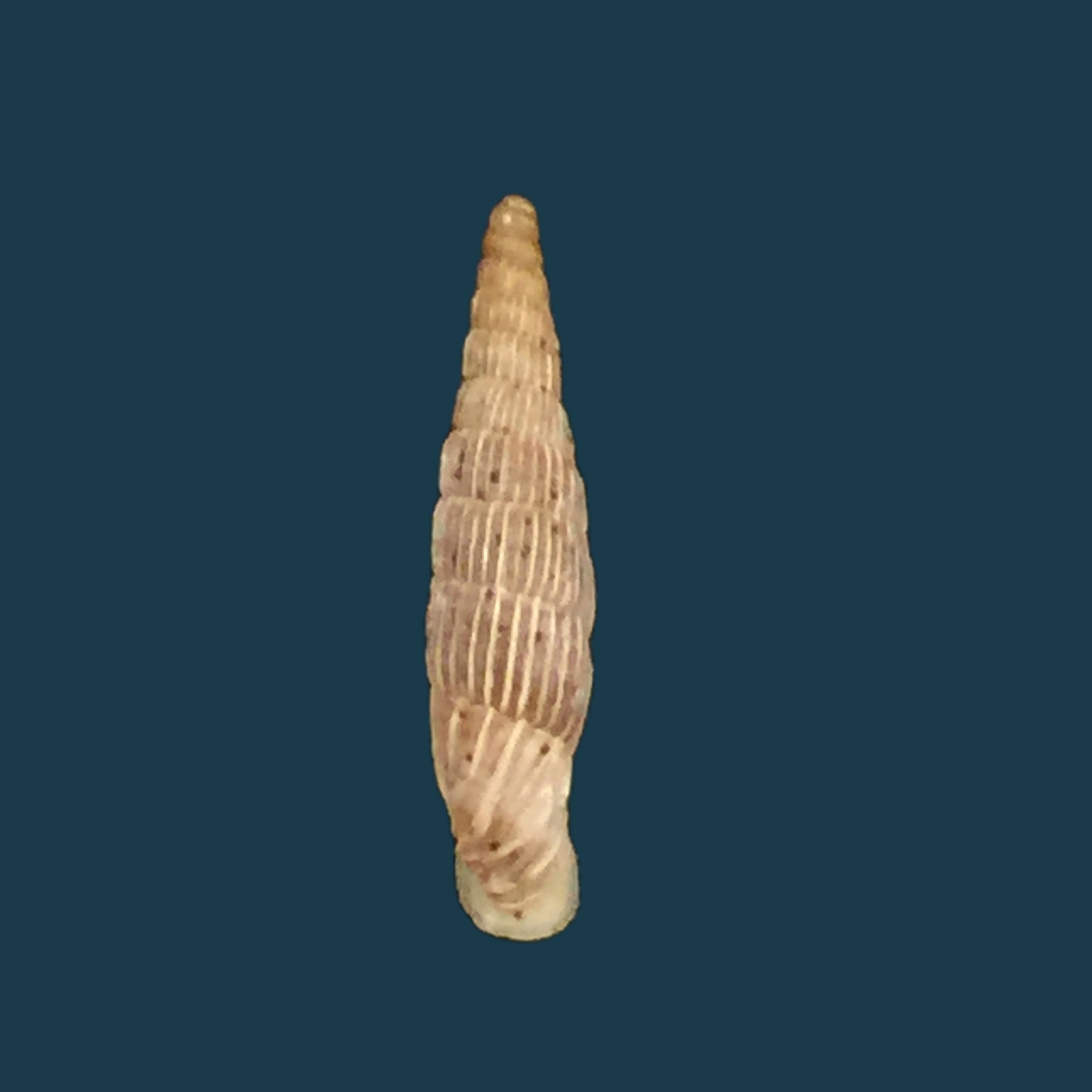 Albinaria lerosiensis (Pfeiffer, 1841) - 16,2mm