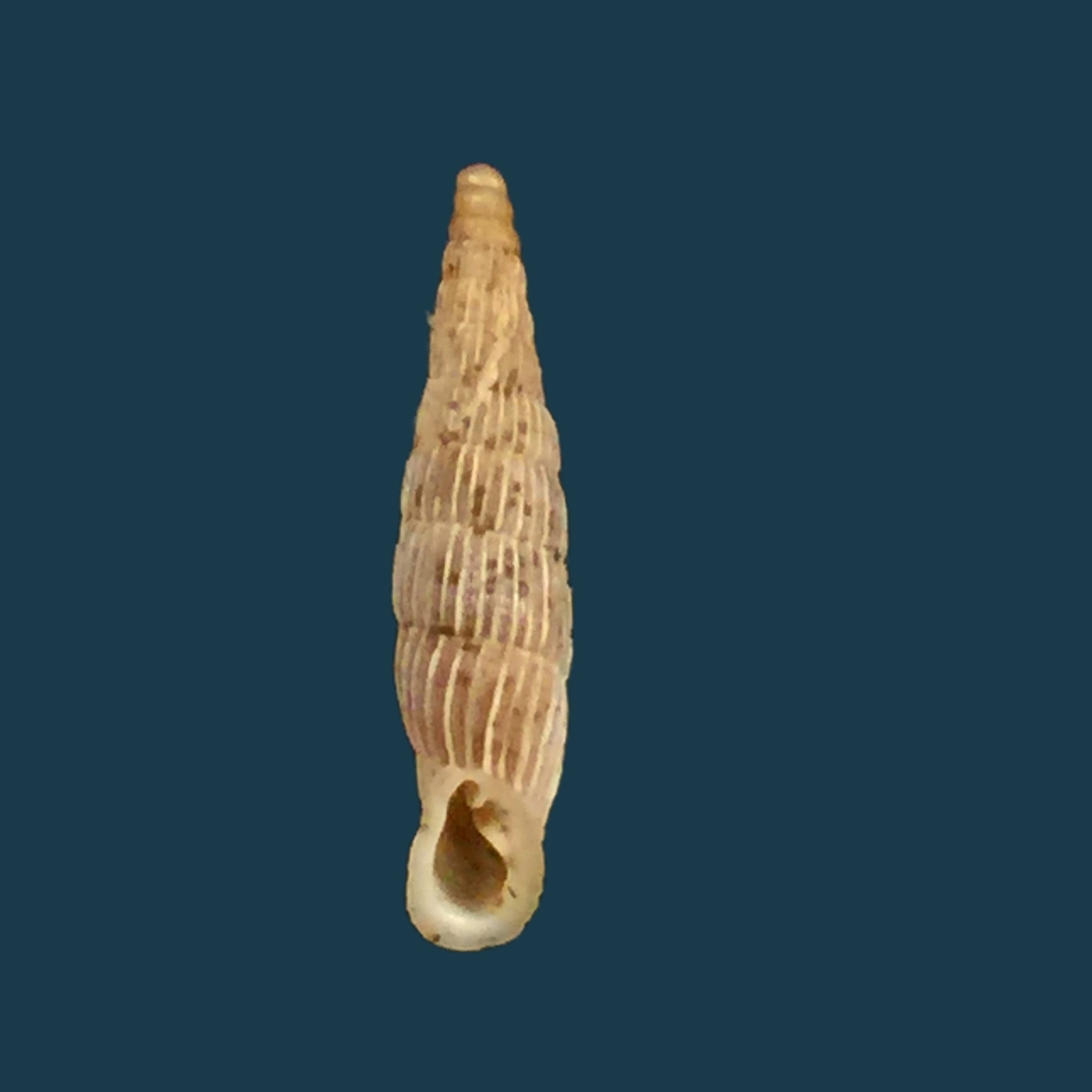 Albinaria lerosiensis (Pfeiffer, 1841) - 16,2mm