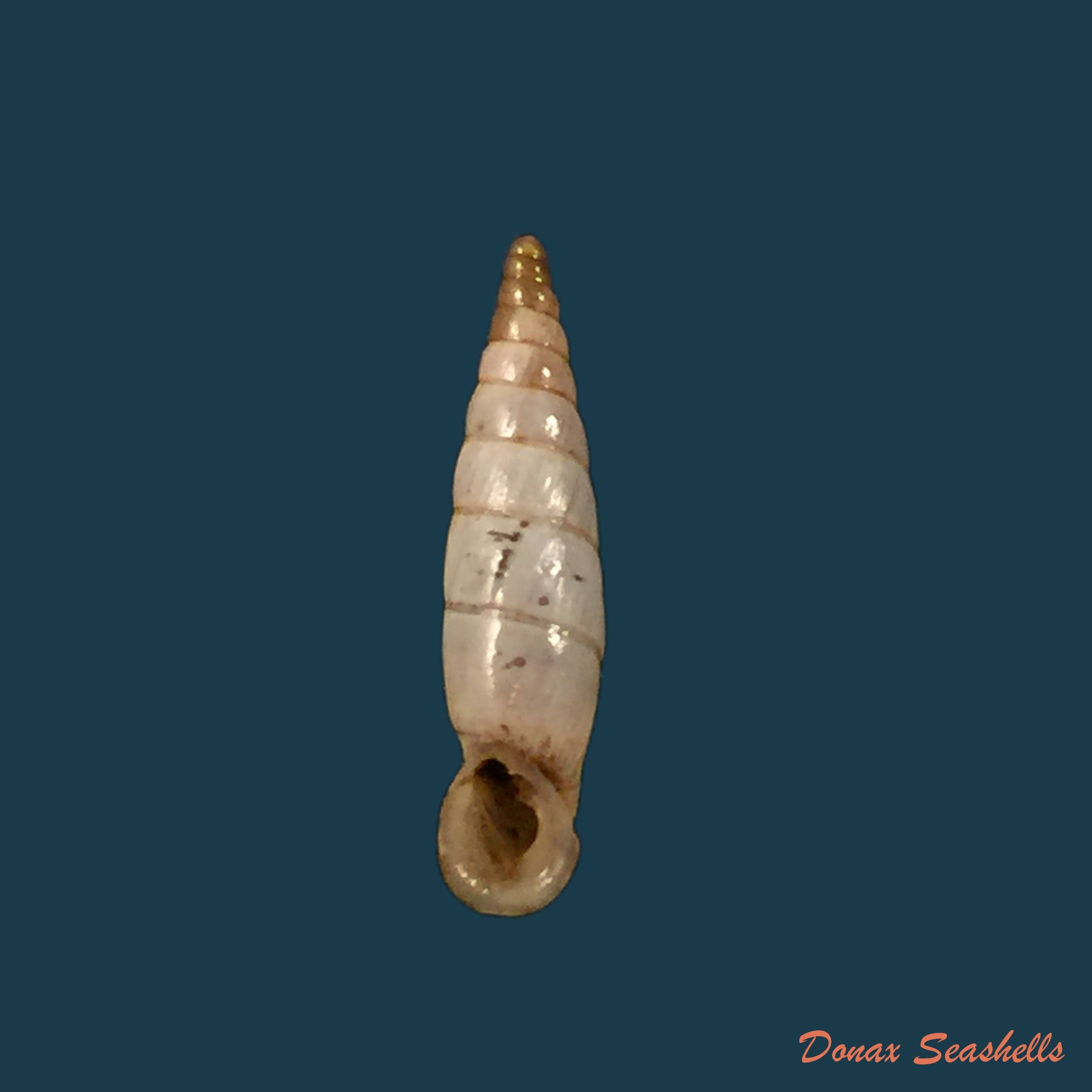 copia-de-albinaria-lycica-phaselis-nordesick-1993-16-3mm