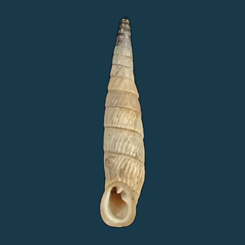 copia-de-albinaria-moreletiana-boettger-1878-22-8mm-2