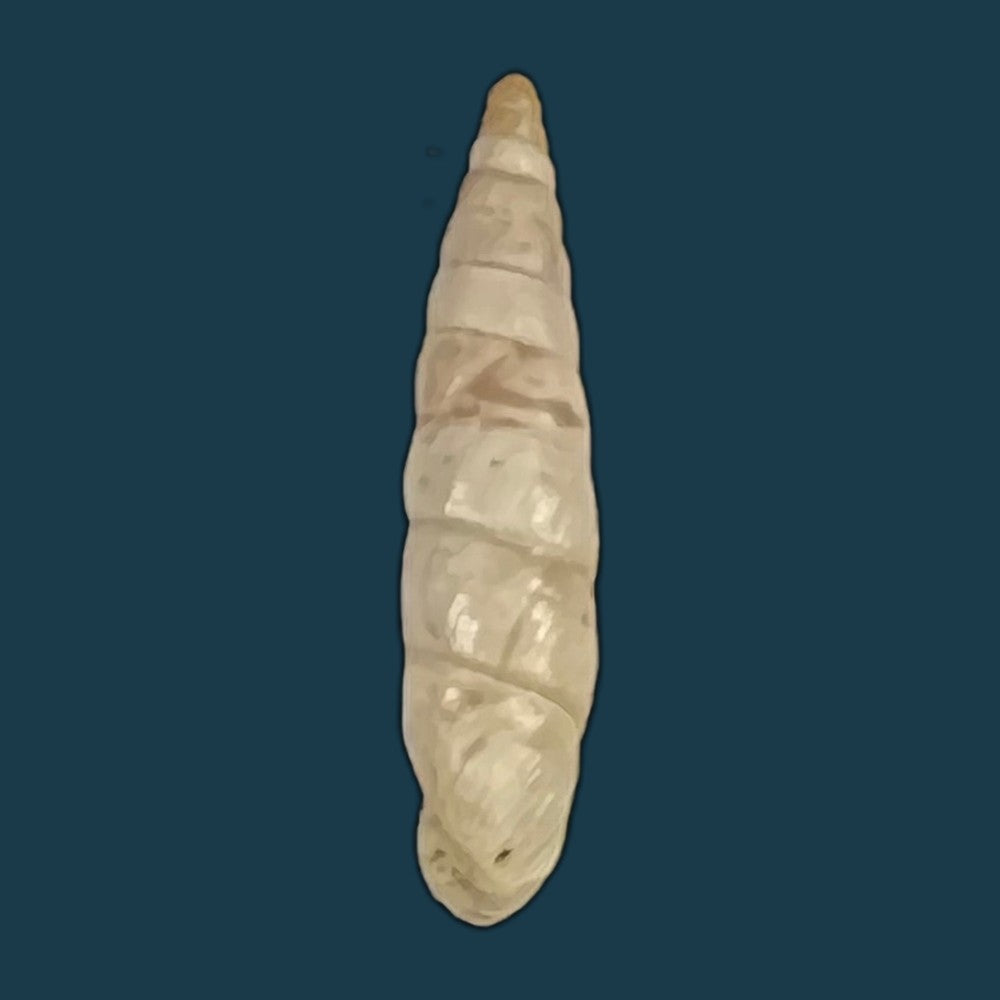 copia-de-albinaria-nivea-cathara-westerlund-1894-18-2mm-1