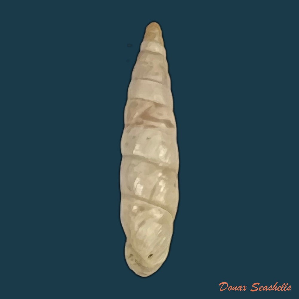 copia-de-albinaria-nivea-cathara-westerlund-1894-18-2mm-1