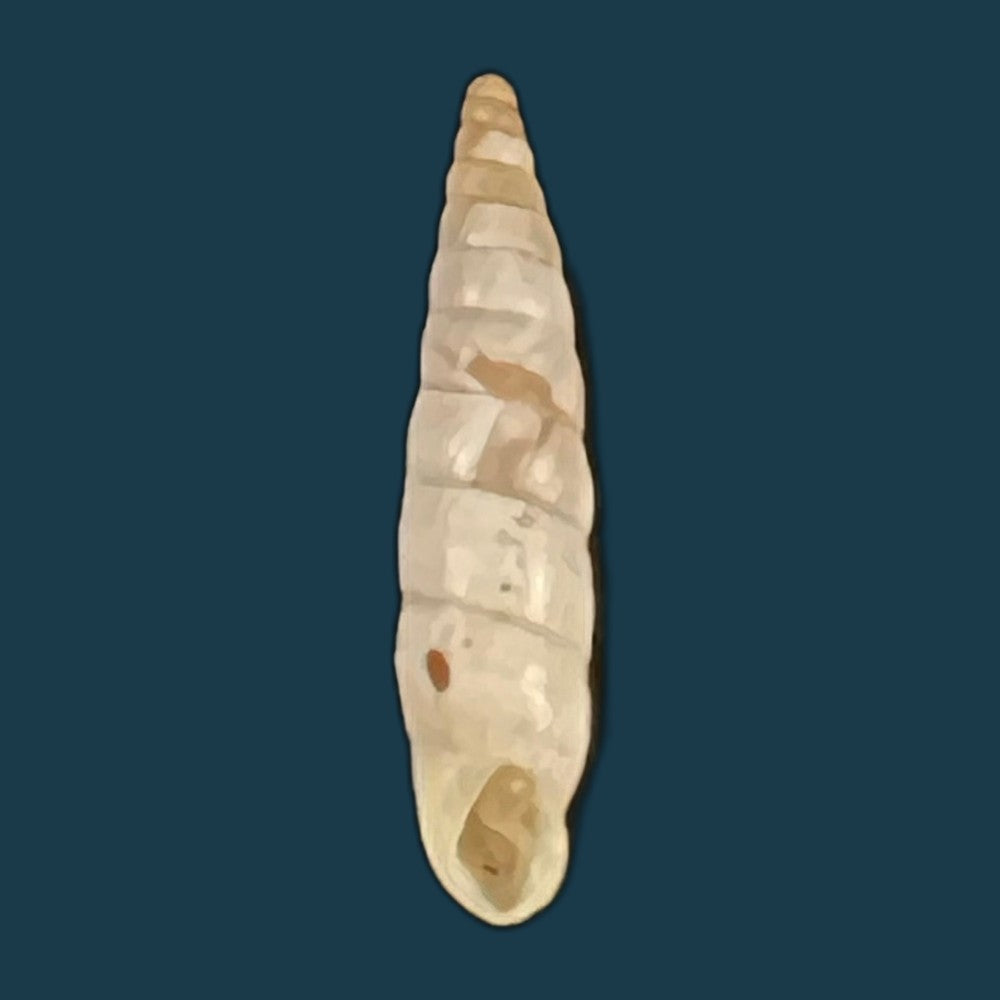 copia-de-albinaria-nivea-cathara-westerlund-1894-18-2mm-1