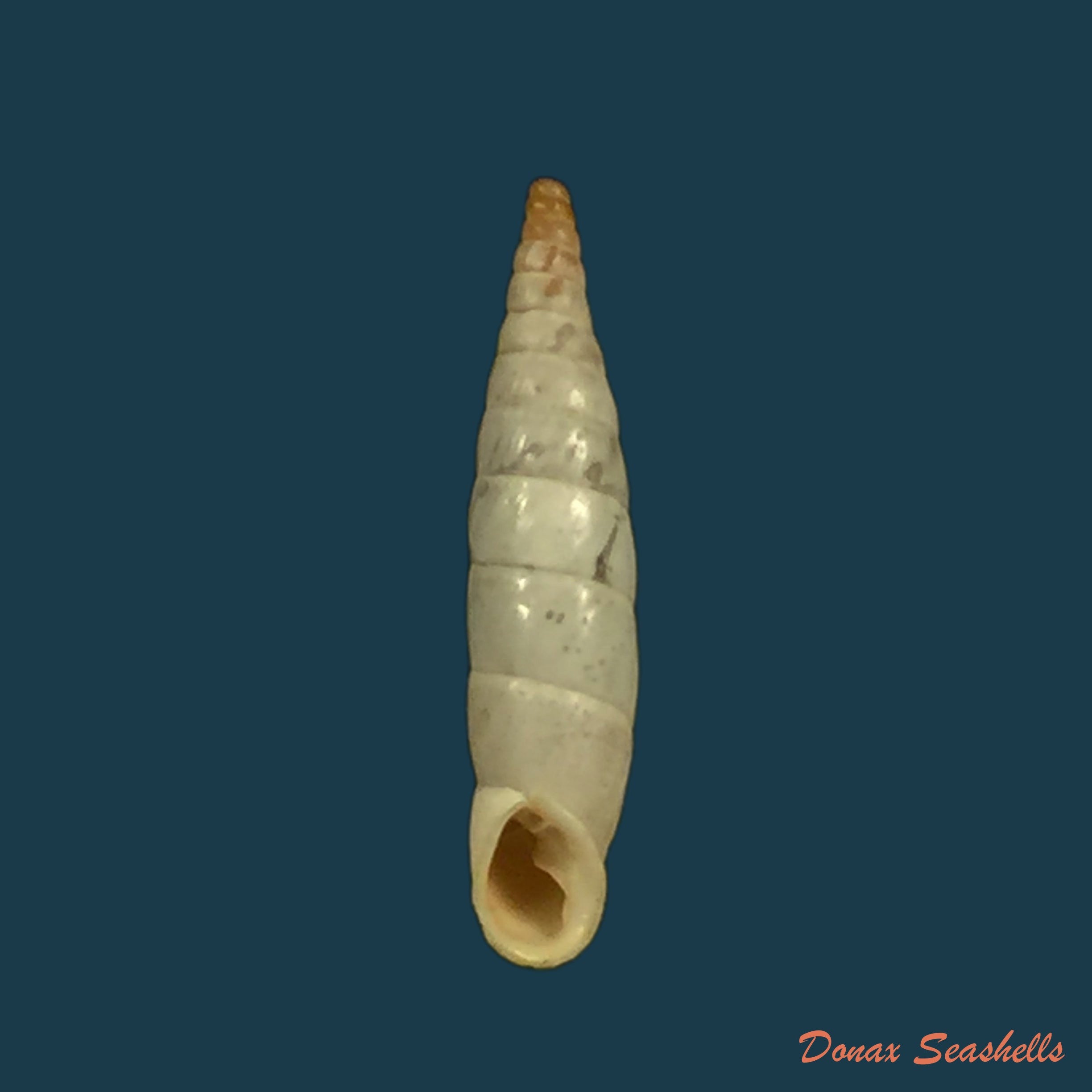 copia-de-albinaria-nivea-cathara-westerlund-1894-18-8mm