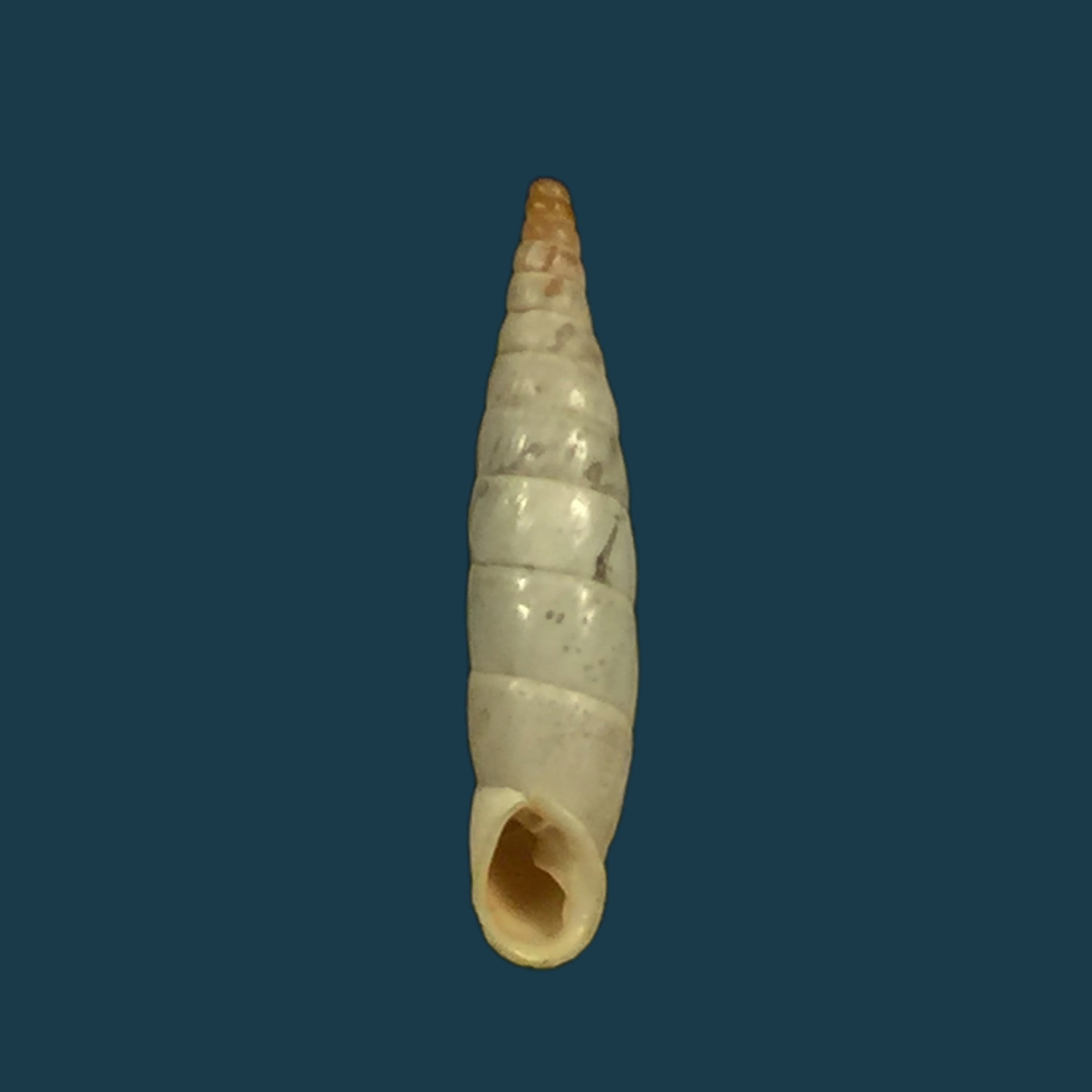 Albinaria nivea cathara (Westerlund, 1894) - 21,8mm