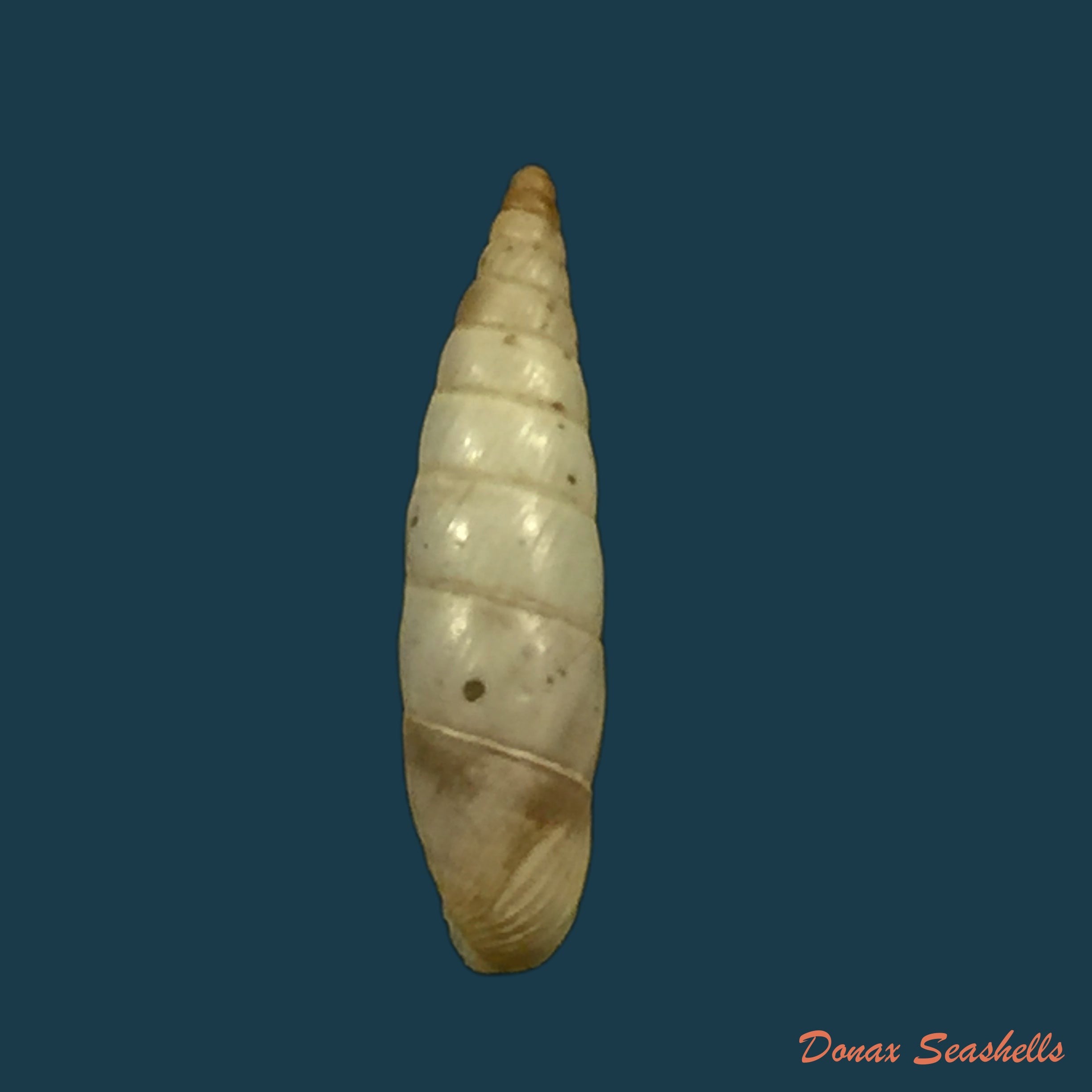 copia-de-albinaria-nivea-cathara-westerlund-1894-18-9mm
