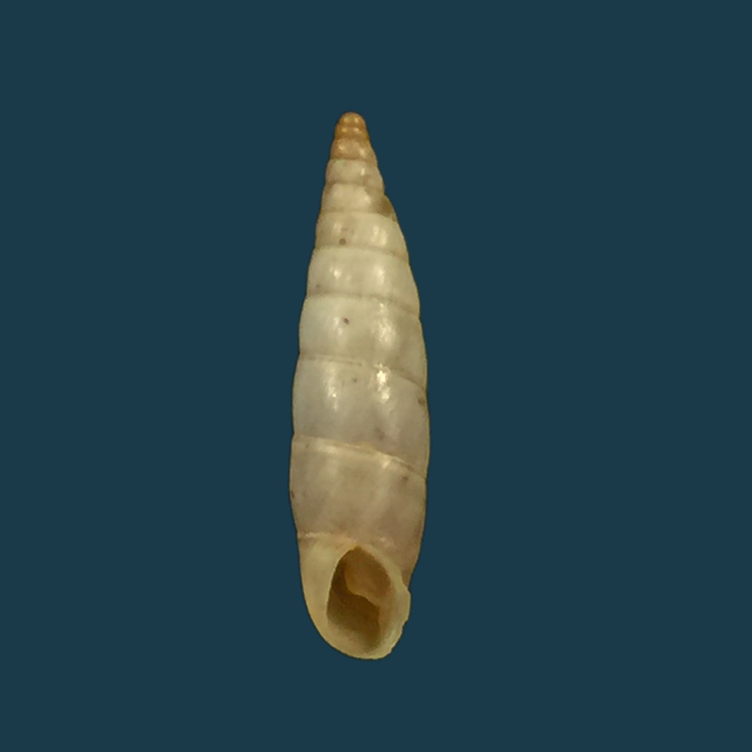 Albinaria nivea cathara (Westerlund, 1894) - 18,2mm