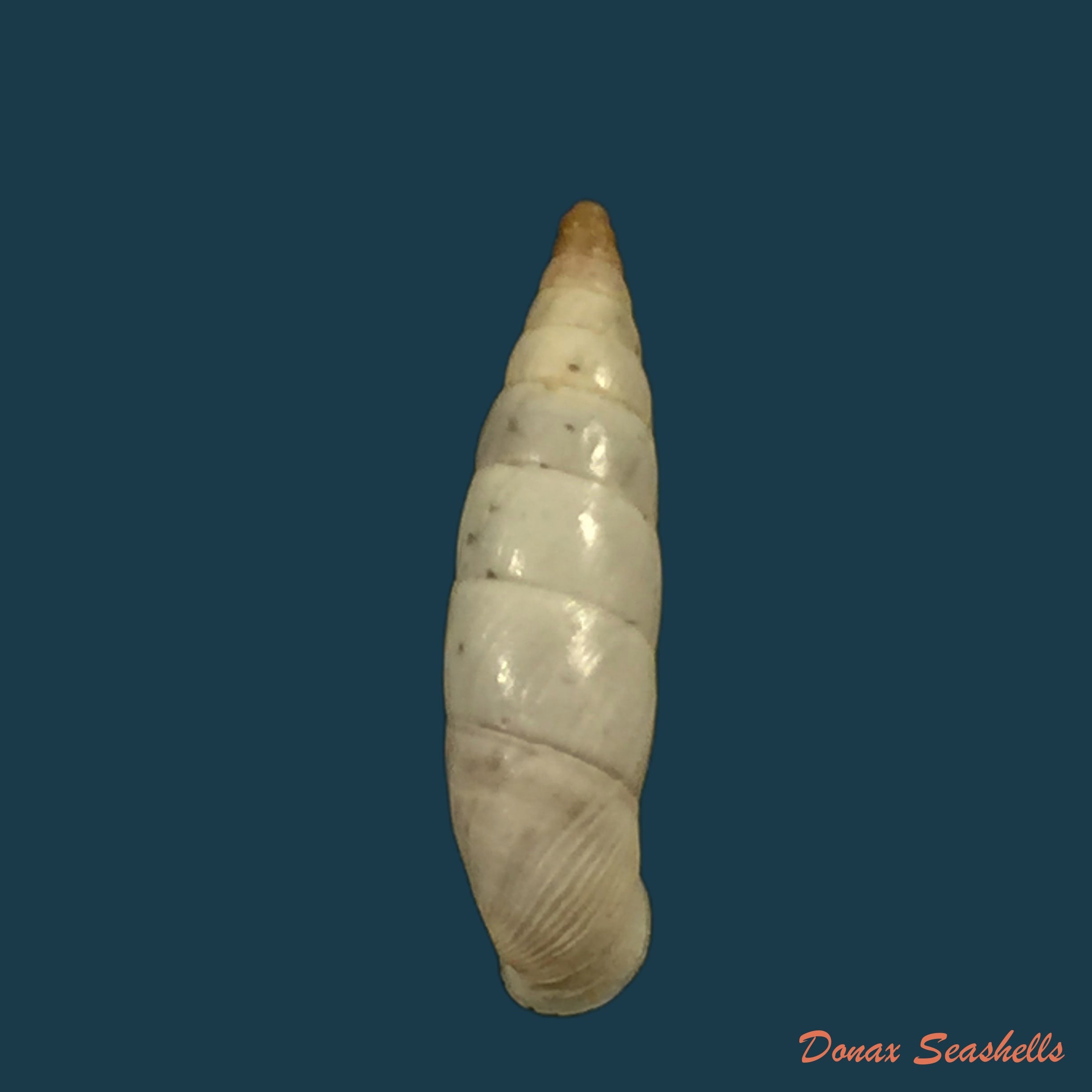 copia-de-albinaria-nivea-cathara-westerlund-1894-21-8mm