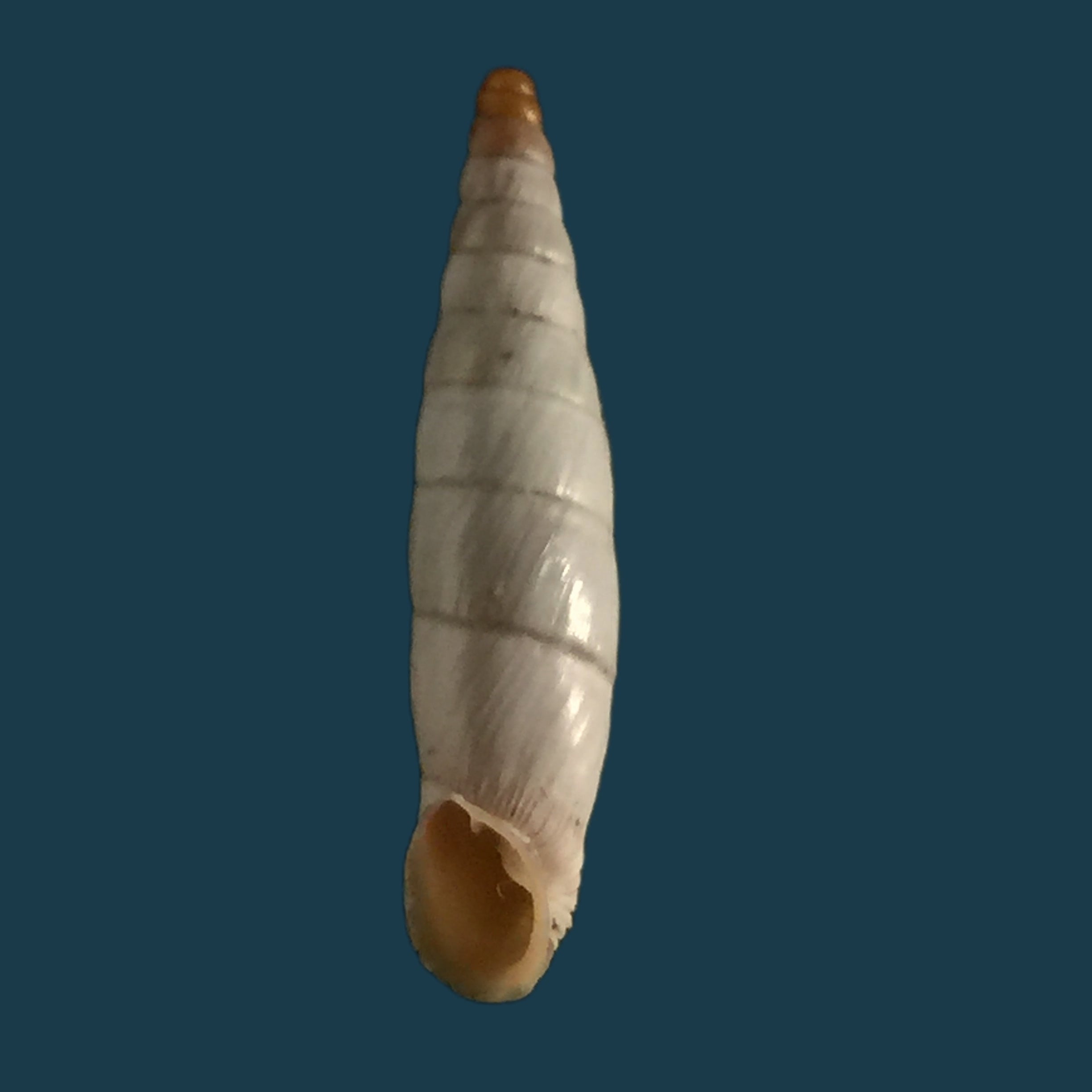 Albinaria niveamessenica (E. von Martens, 1876) - 15,5mm