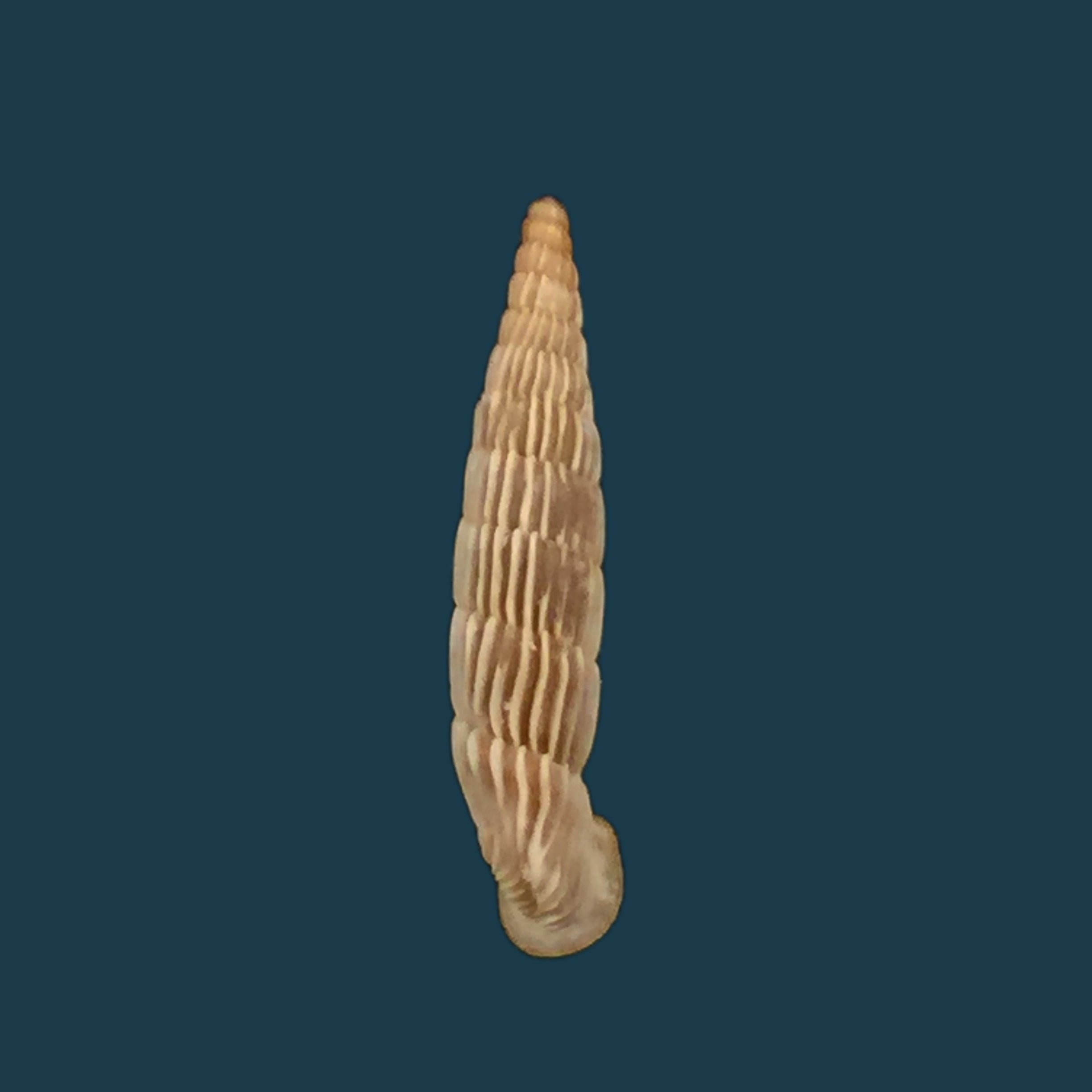 Albinaria sublamelosa (O. Boettger, 1883) - 13,7mm