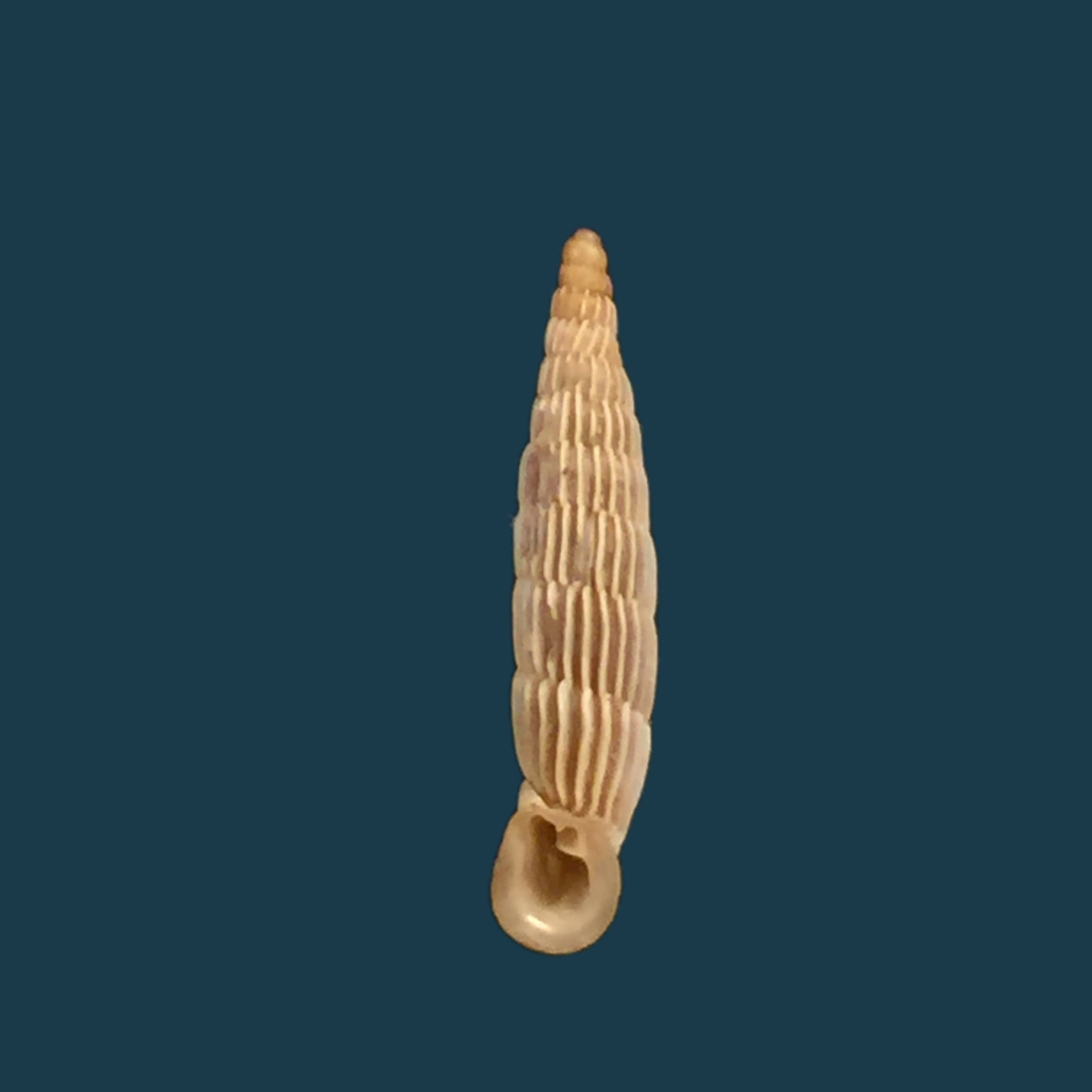 Albinaria sublamelosa (O. Boettger, 1883) - 13,7mm