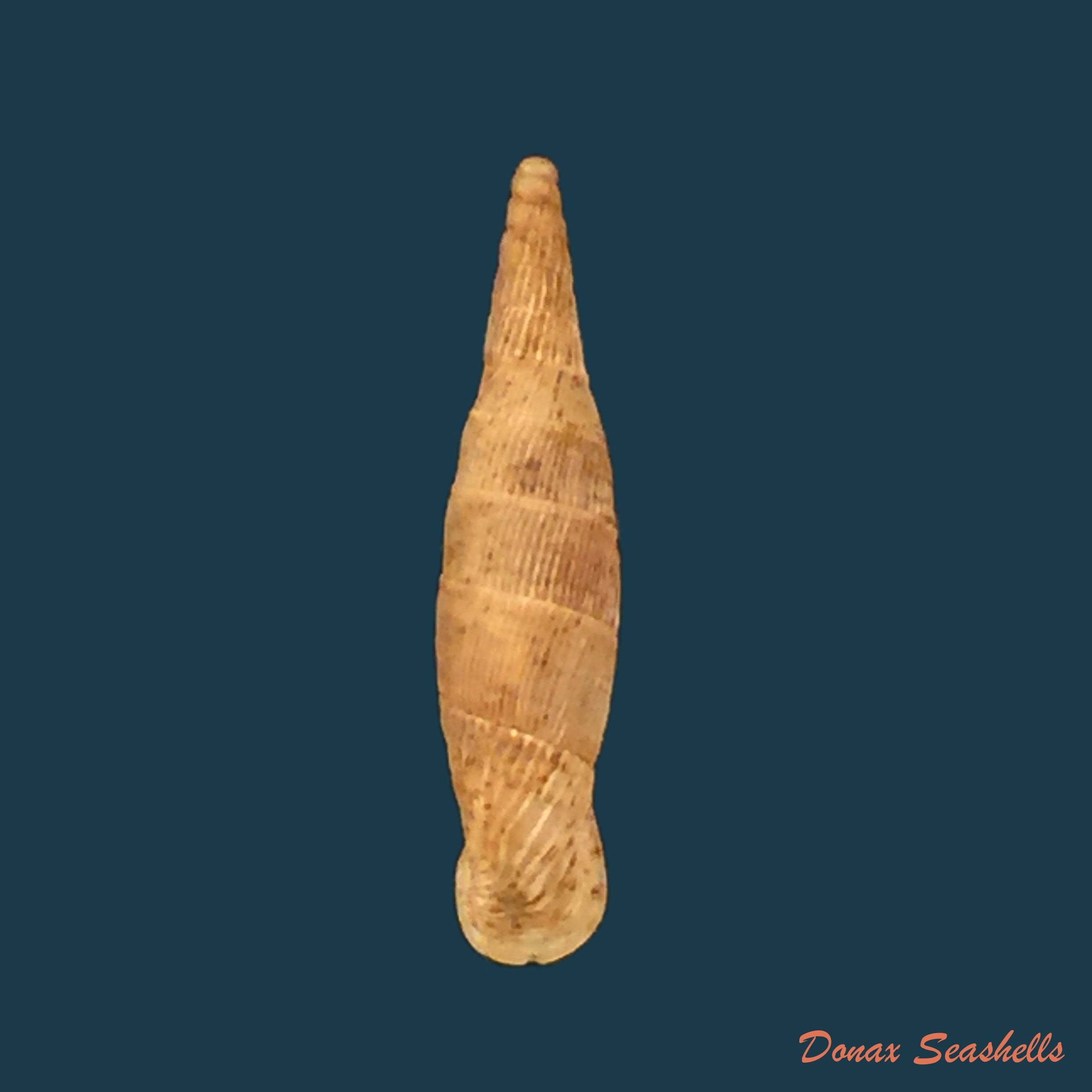 copia-de-albinaria-olivieri-roth-1839-17-3mm