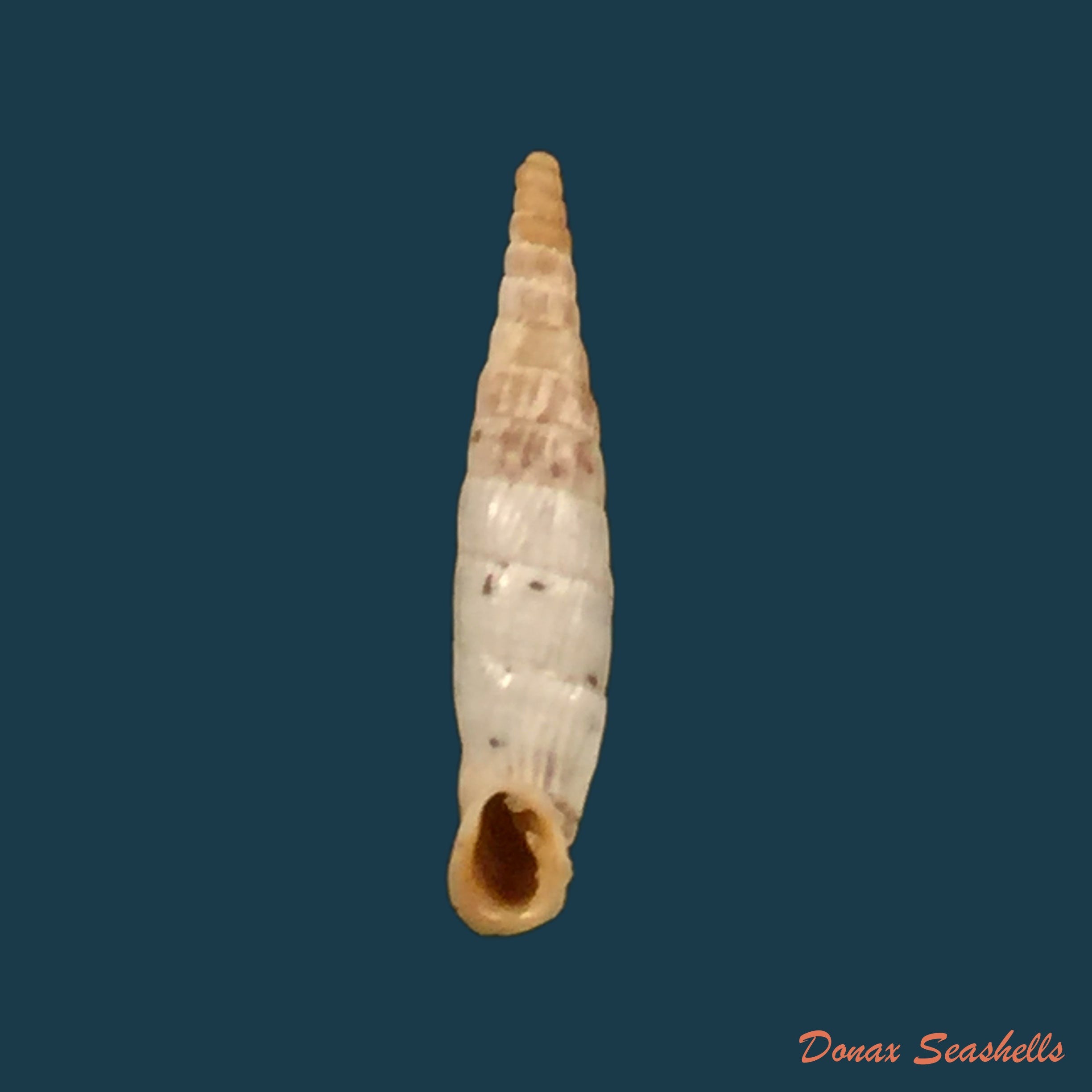 copia-de-albinaria-olivieri-roth-1839-18-4mm