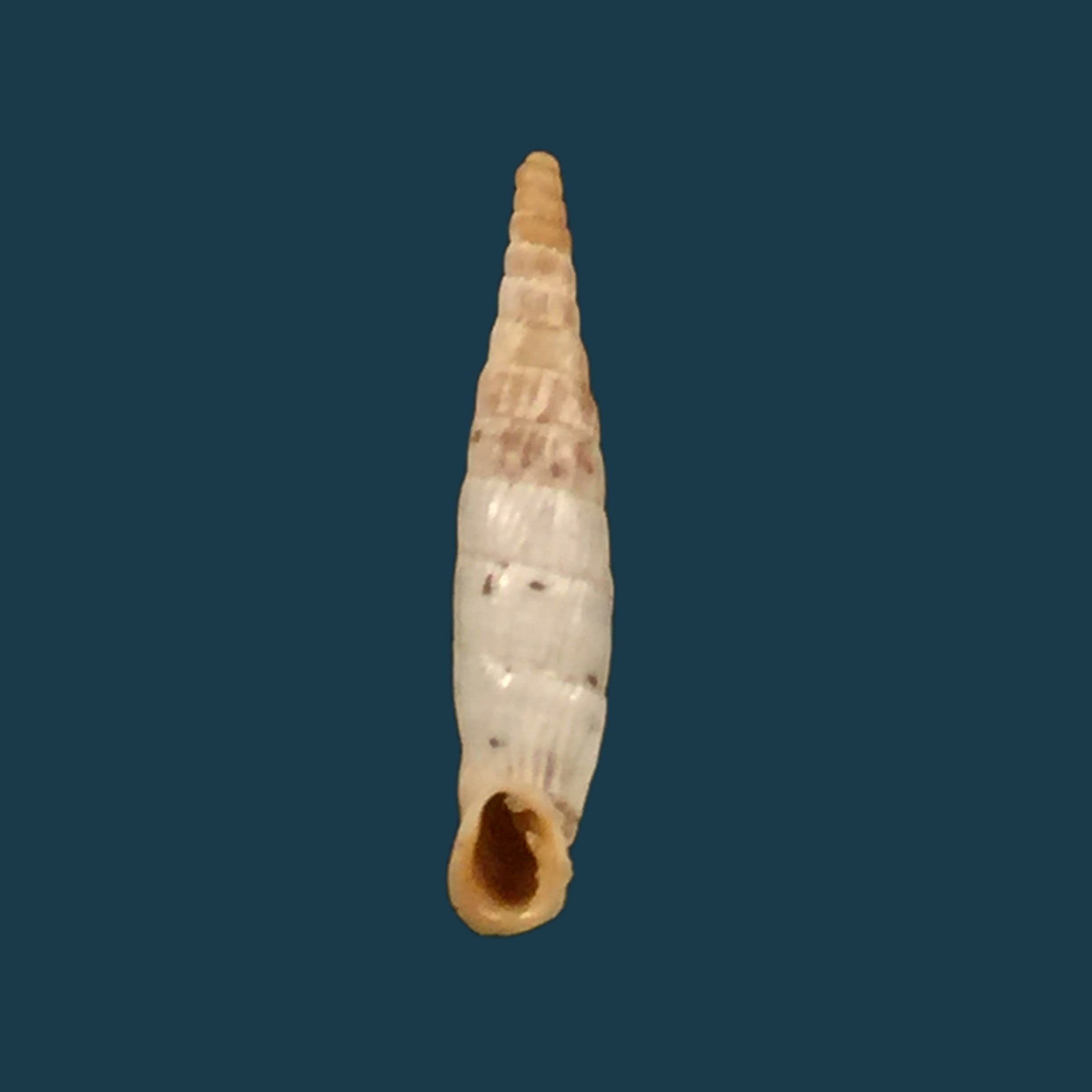 Albinaria olivieri (Roth, 1839) - 17,3mm