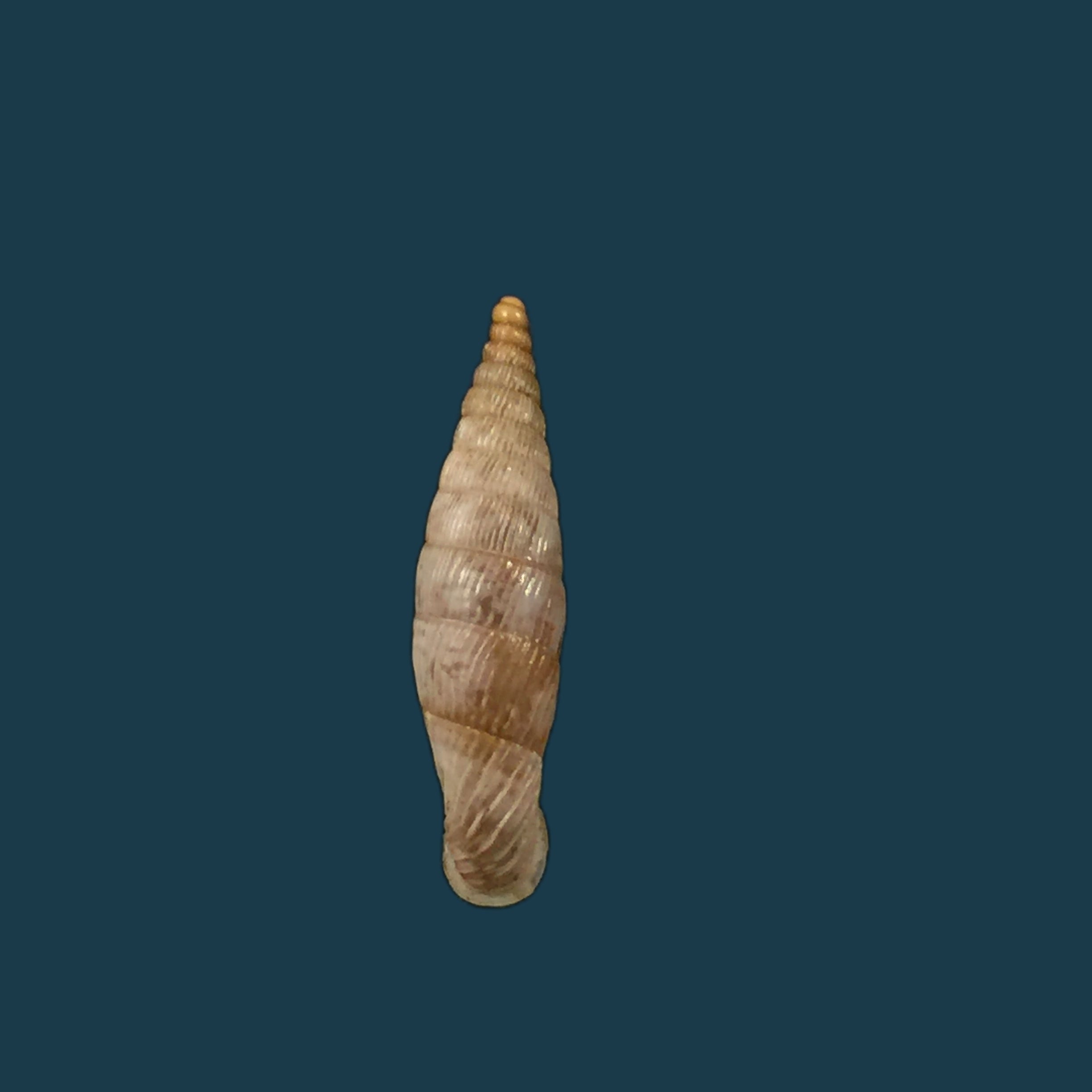 Albinaria lylica lylica,H Nordsieck 1993 -18,6mm
