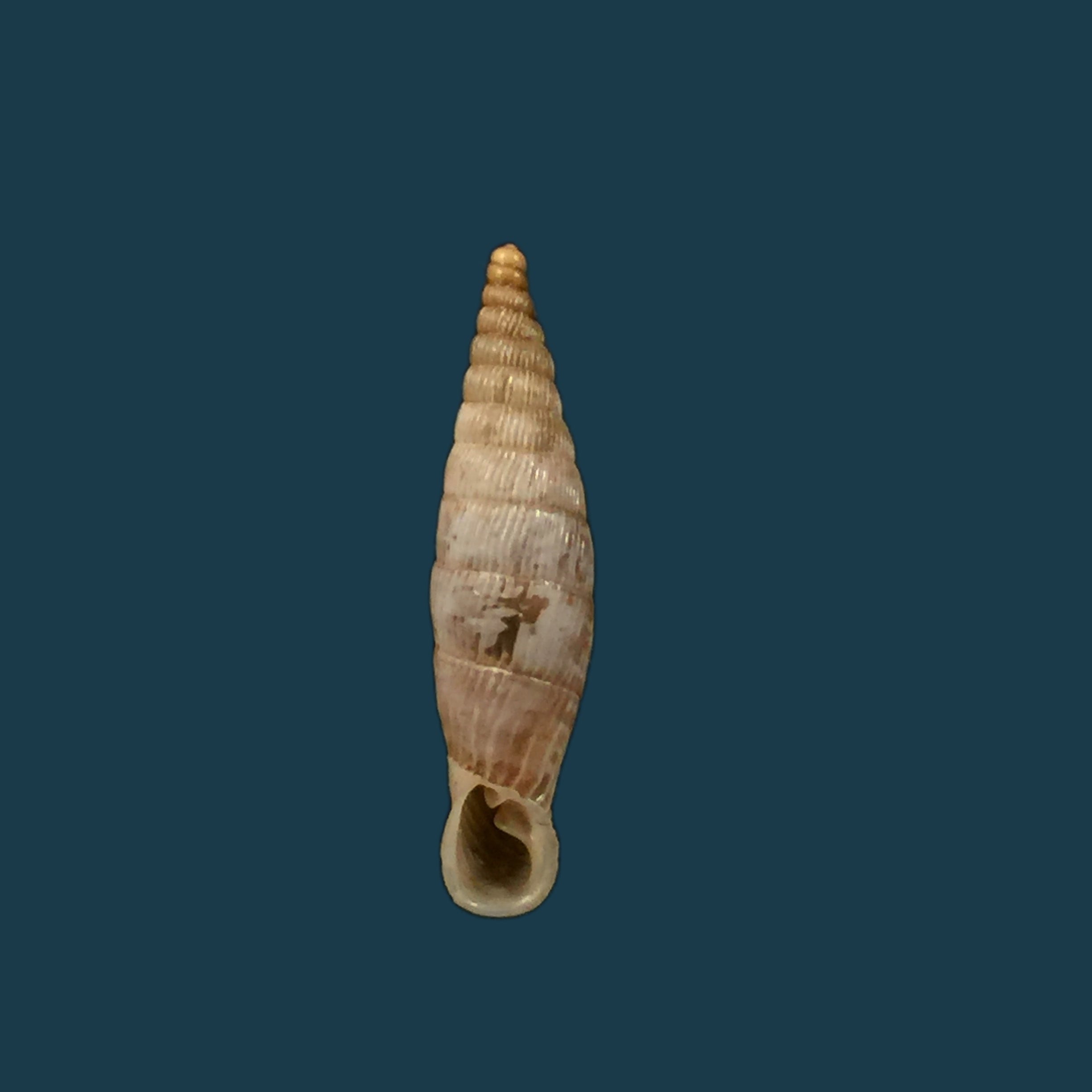 Albinaria lylica lylica,H Nordsieck 1993 -18,6mm