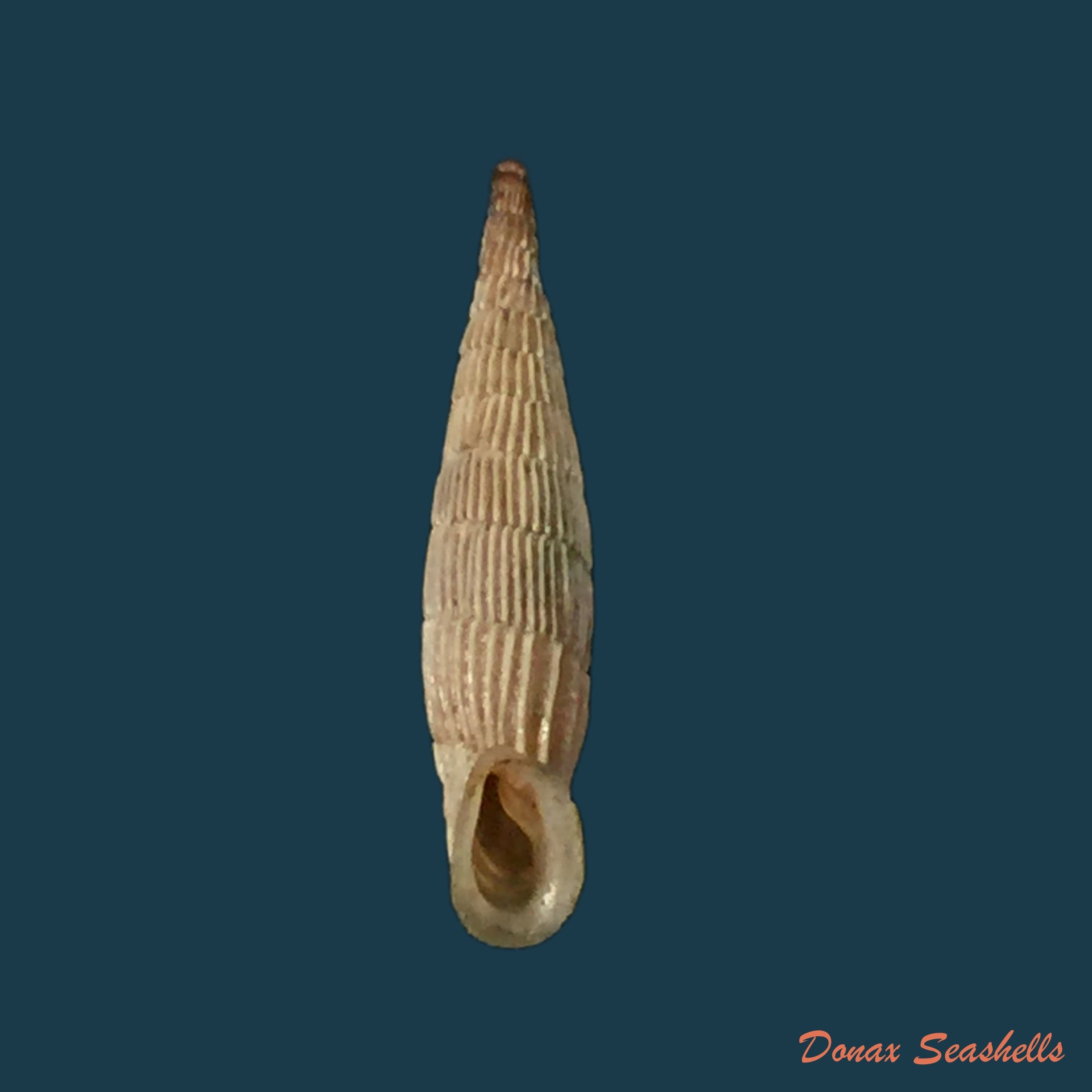 copia-de-albinaria-praeclara-parallelifera-o-boettger-1878-19-5mm