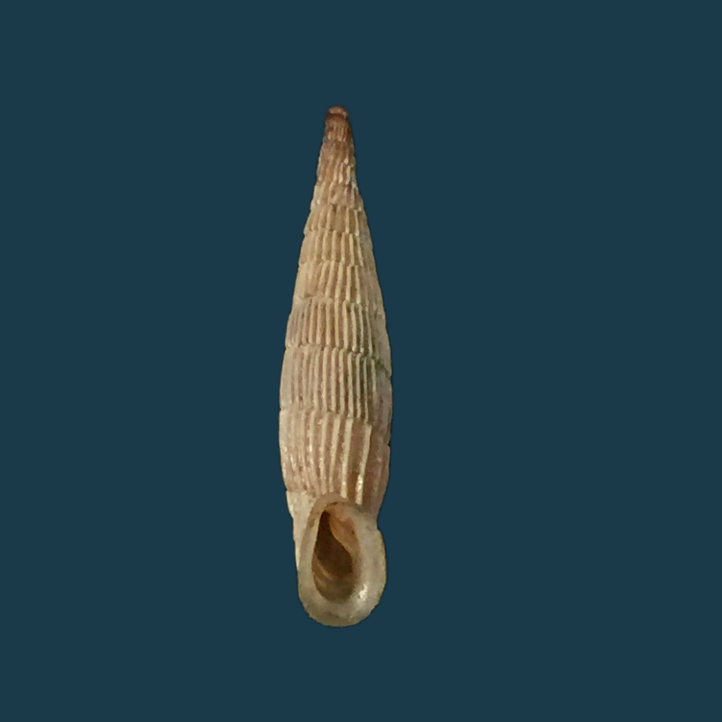 Albinaria praeclara parallifera (O. Boettger, 1878) - 19,5mm