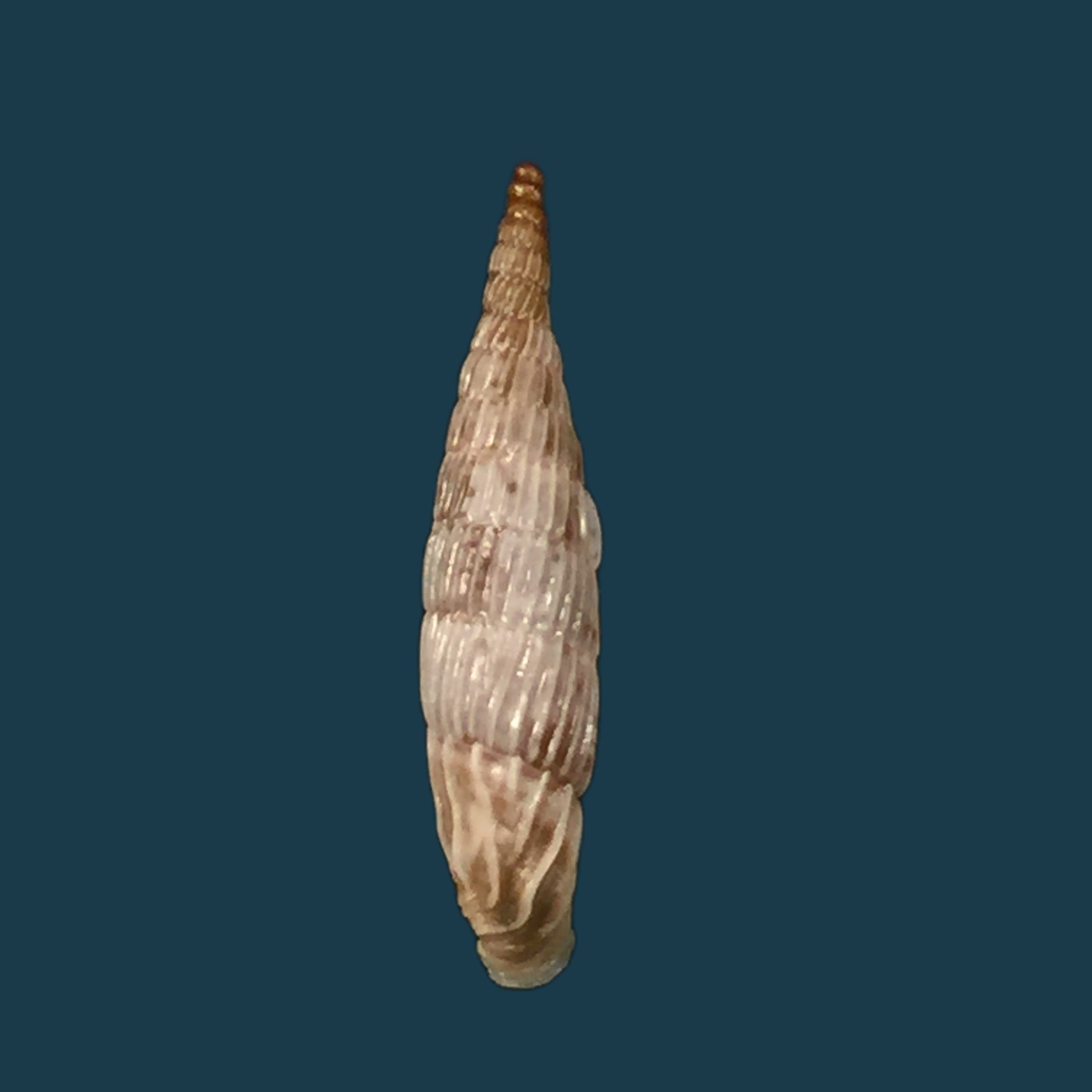 Albinaria praeclara parallifera (O. Boettger, 1878) - 19,5mm