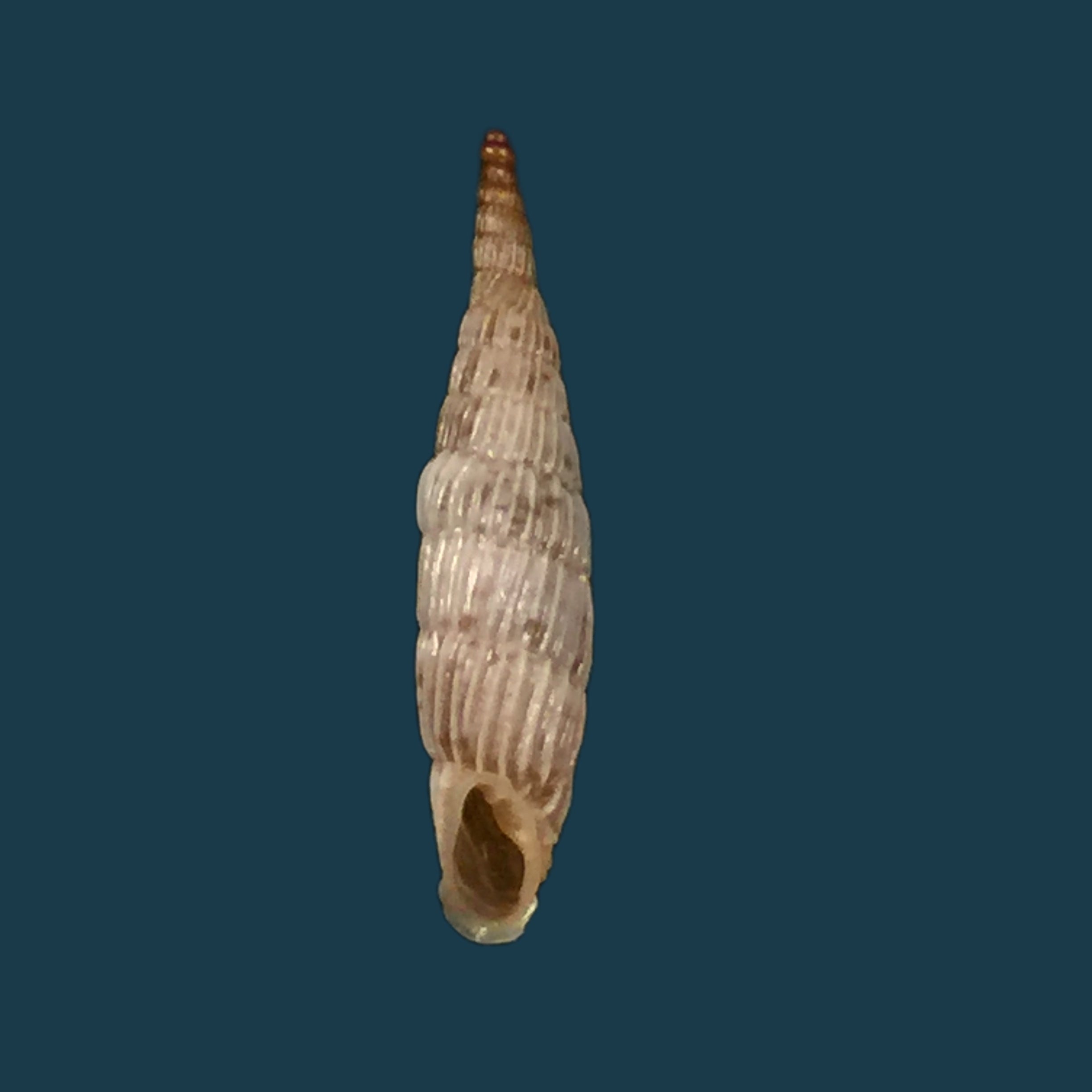 Albinaria praeclara parallifera (O. Boettger, 1878) - 19,5mm