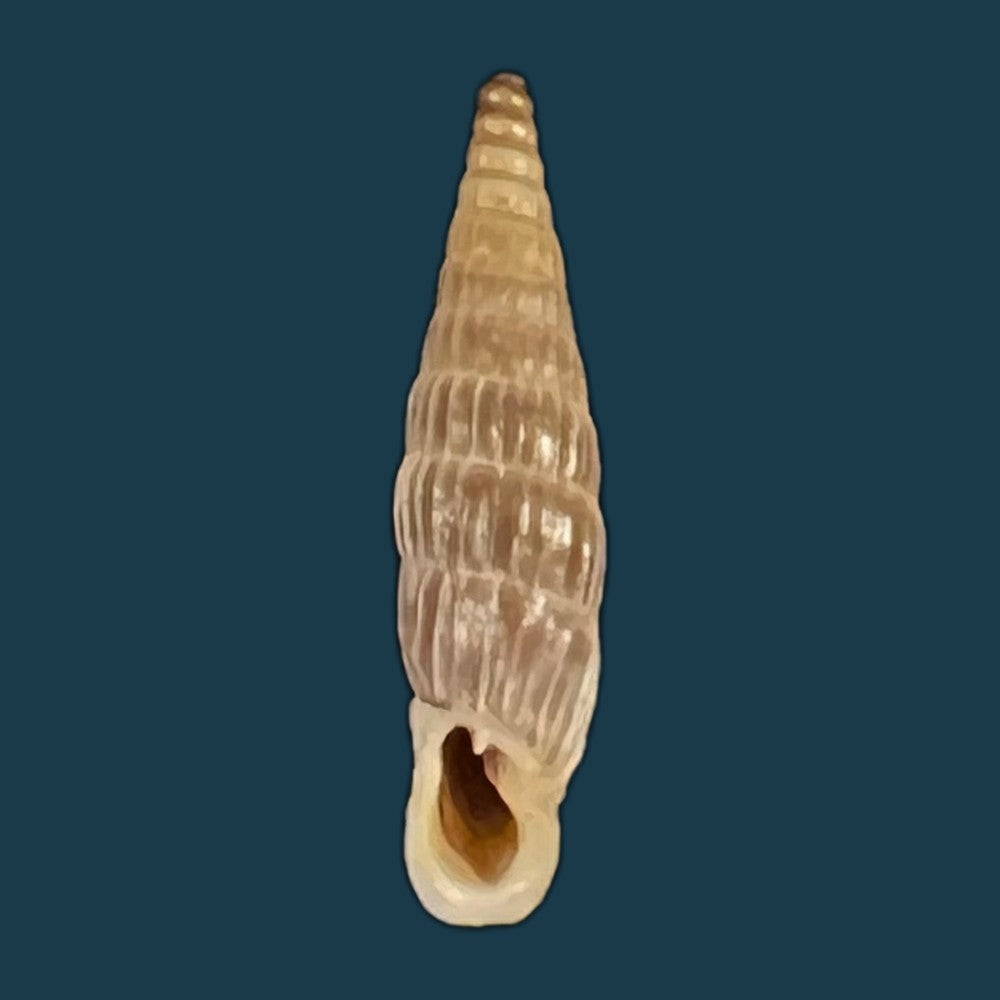 copia-de-albinaria-praeclara-rudis-l-pfeiffer-1864-18-5mm-2