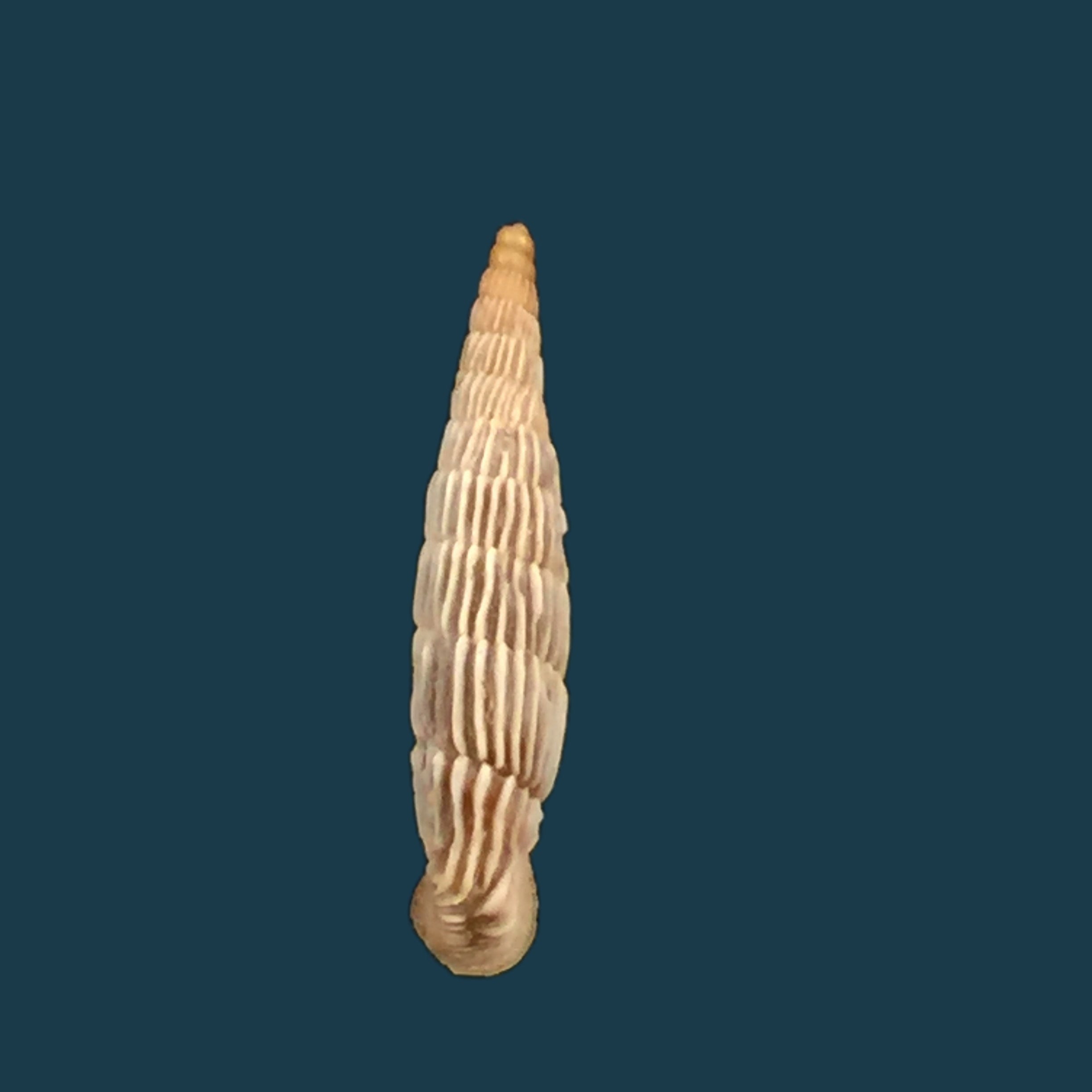 Albinaria sublamelosa (O. Boettger, 1883) - 14 毫米