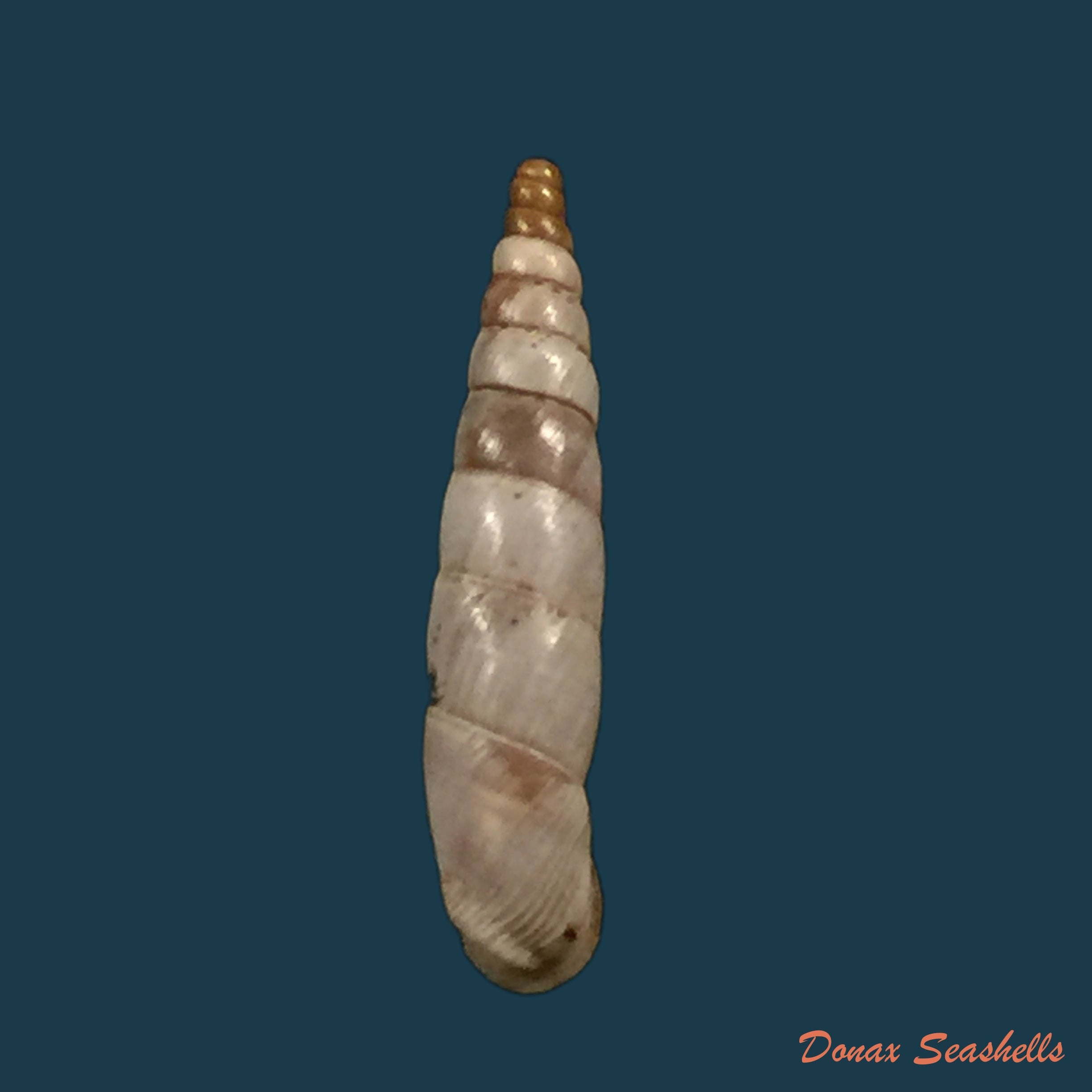 copia-de-albinaria-schuchii-schuchii-rossmassler-1836-12-5mm