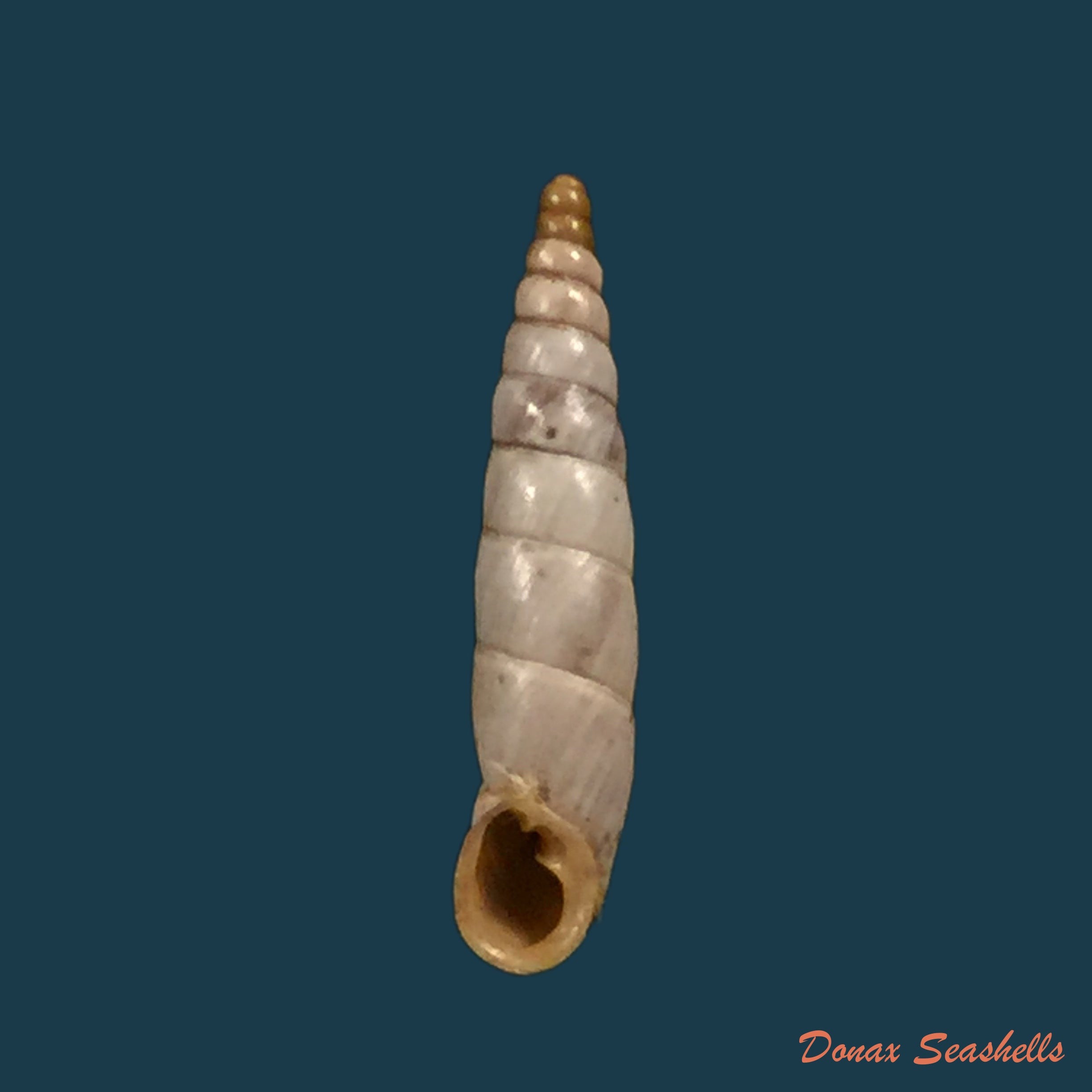 copia-de-albinaria-schuchii-schuchii-rossmassler-1836-12-5mm