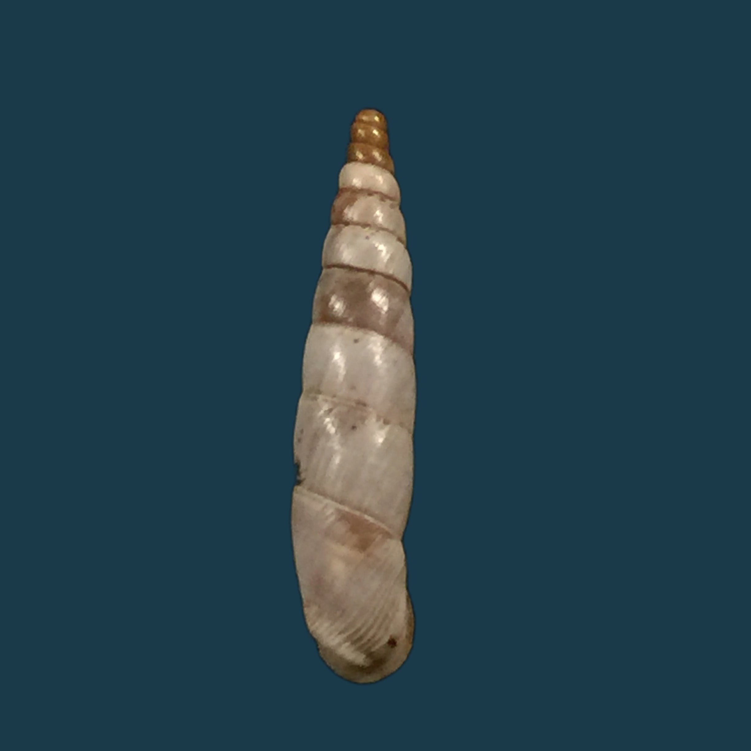 Albinaria scopulosa epirotes H. Nordsieck, 1974 - 15,3mm