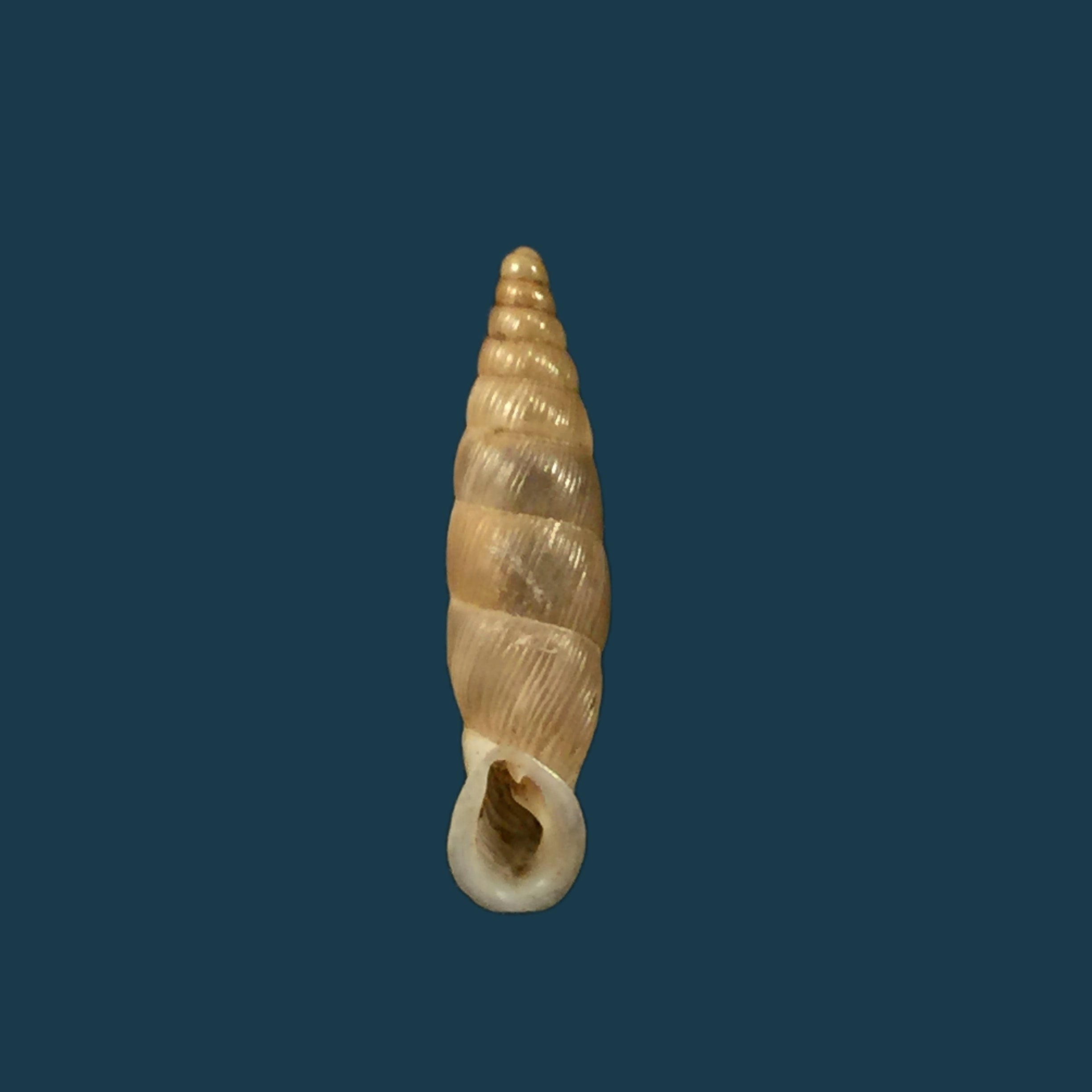 Albinaria schuetti costulifera,Nordsieck 1993 - 15,8mm