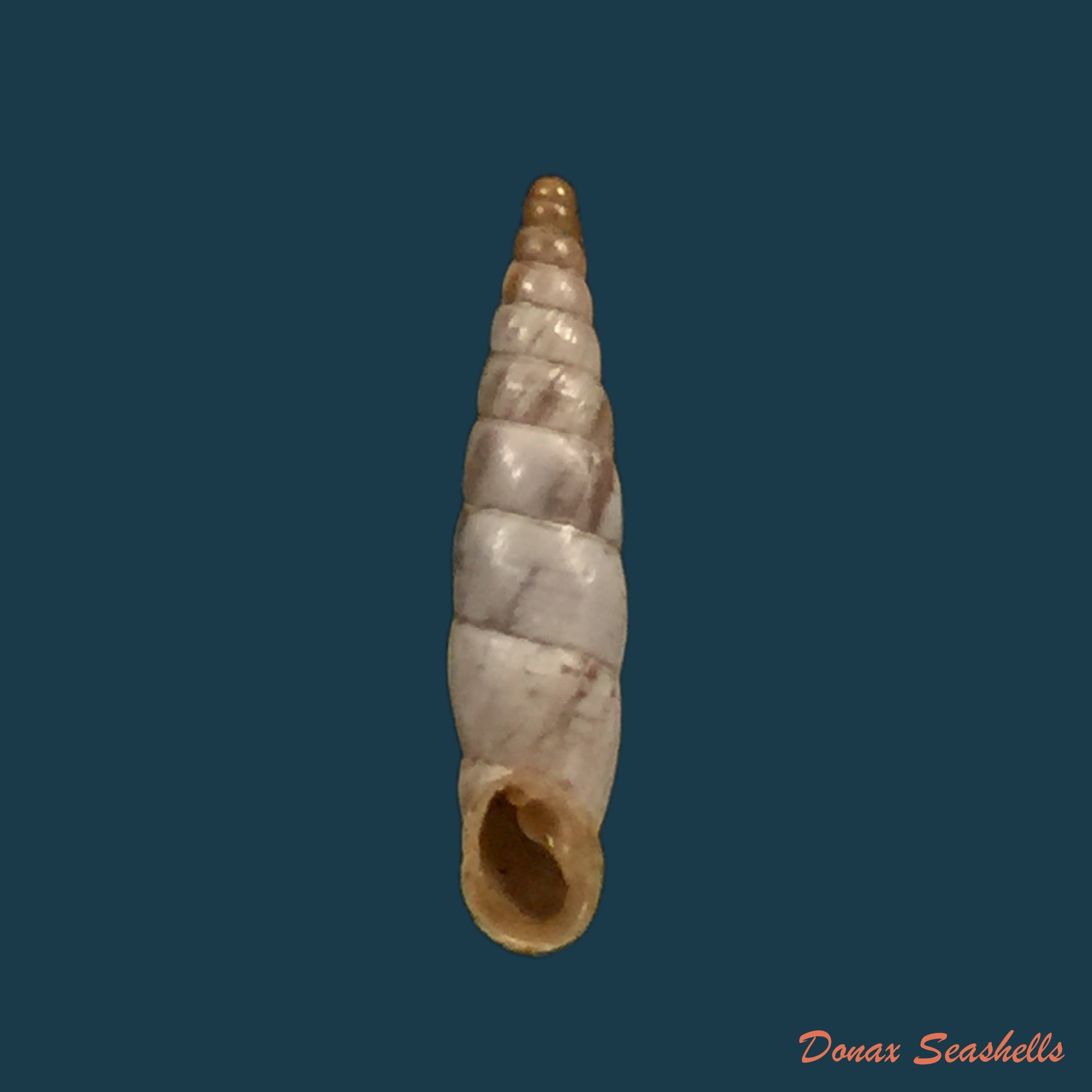 copia-de-albinaria-scopulosa-epirotes-h-nordsieck-1974-15-3mm