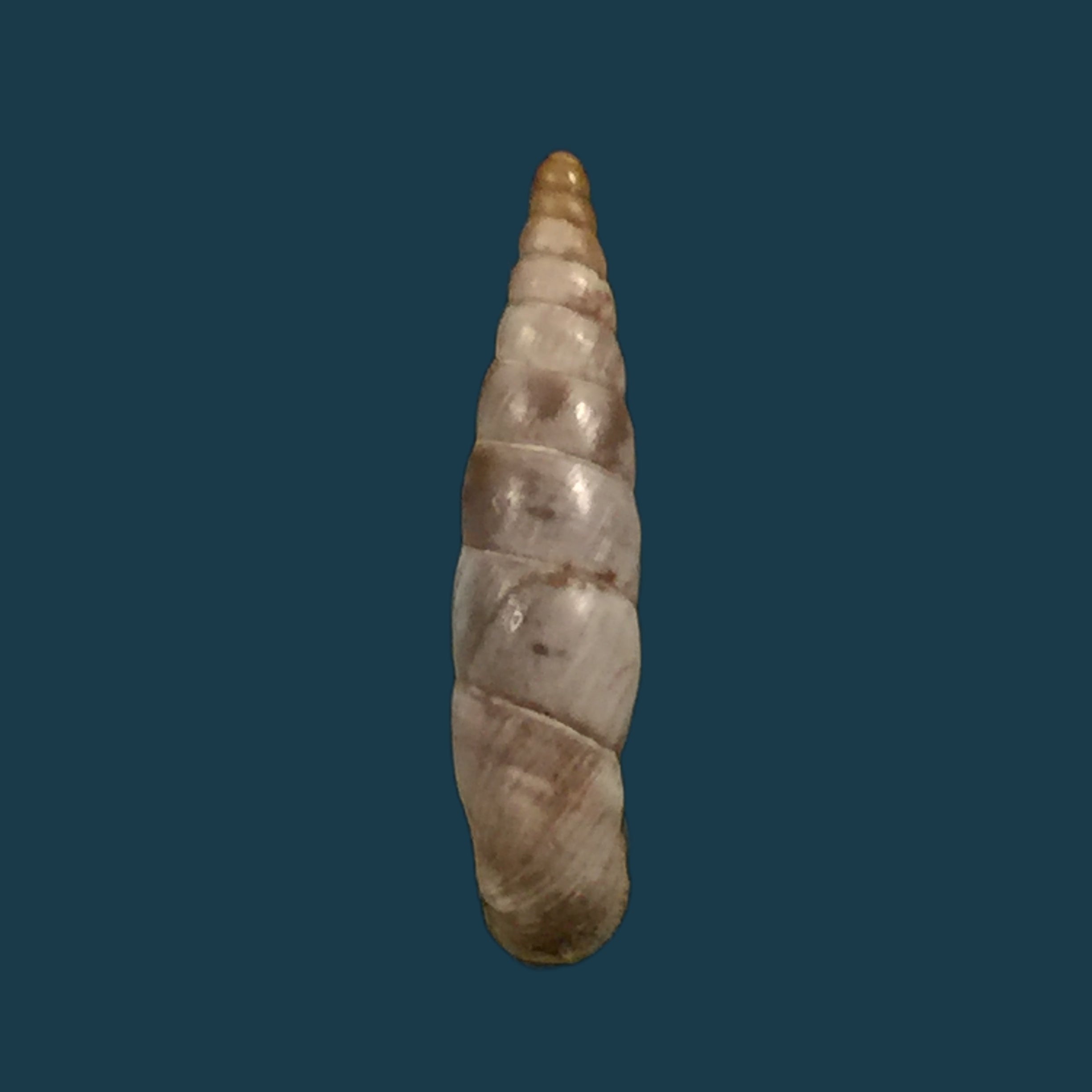 Albinaria scopulosa epirotes H. Nordsieck, 1974 - 14,1毫米