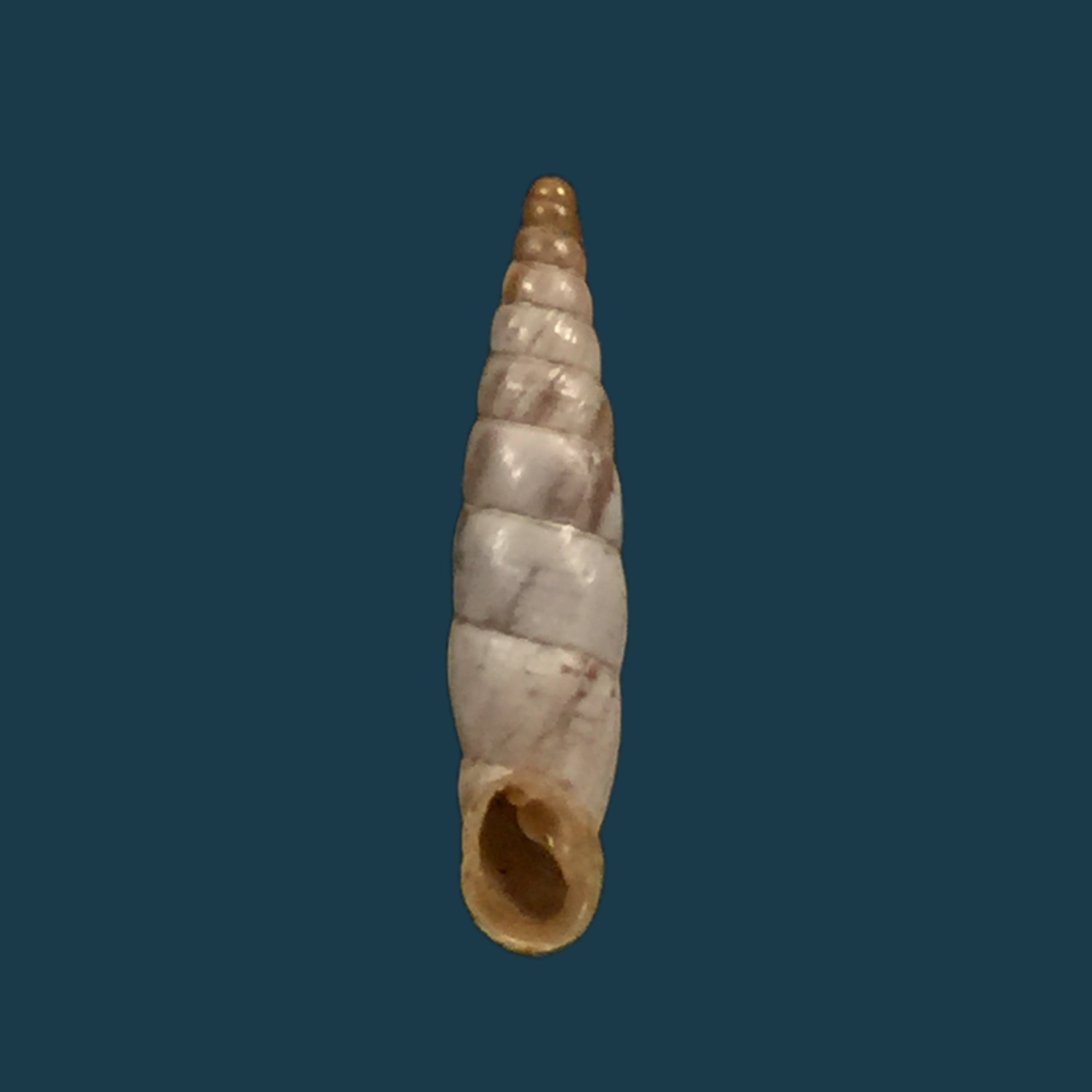 Albinaria scopulosa epirotes H. Nordsieck, 1974 - 14,1毫米