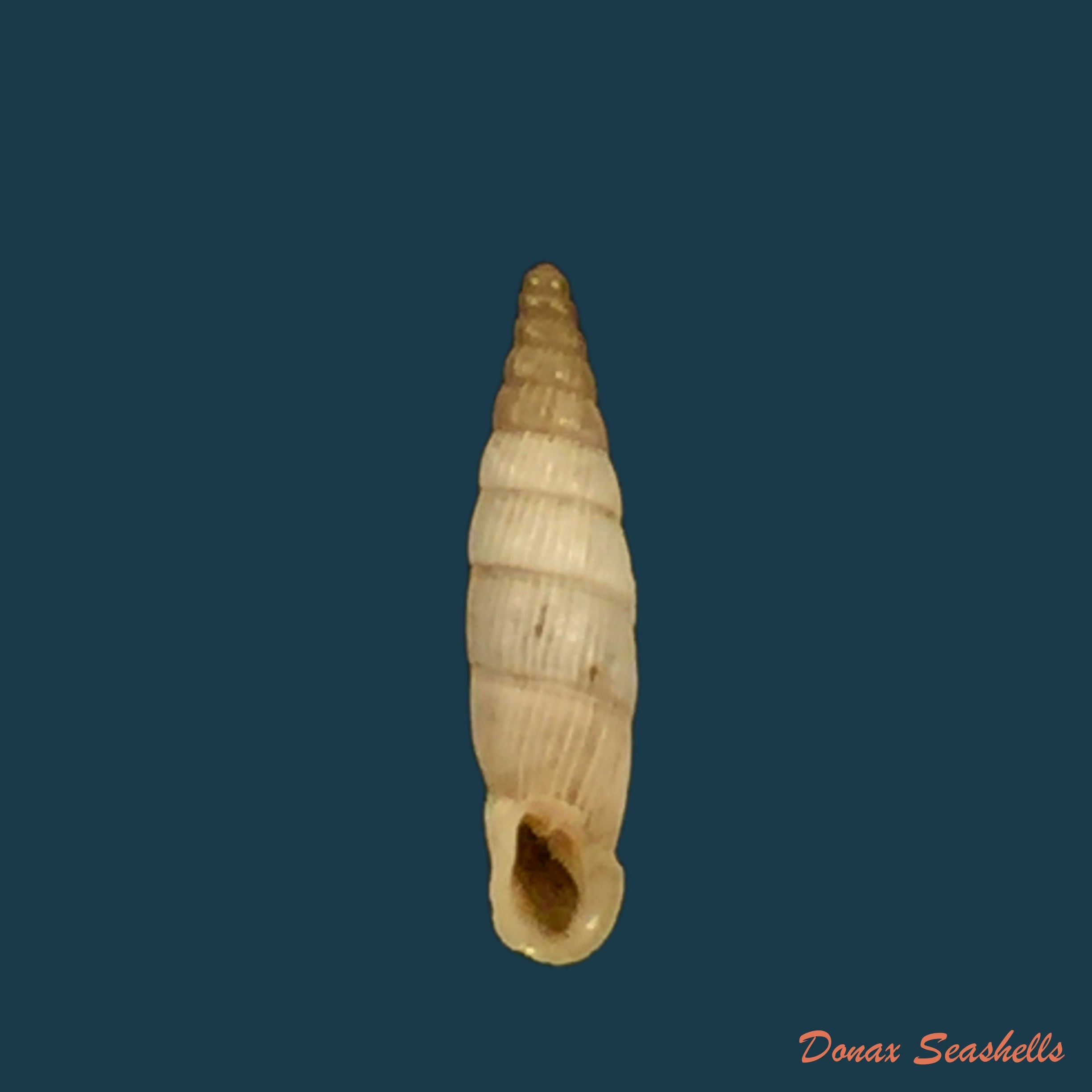 copia-de-albinaria-senilis-leucadia-westerlund-1901-14-3mm