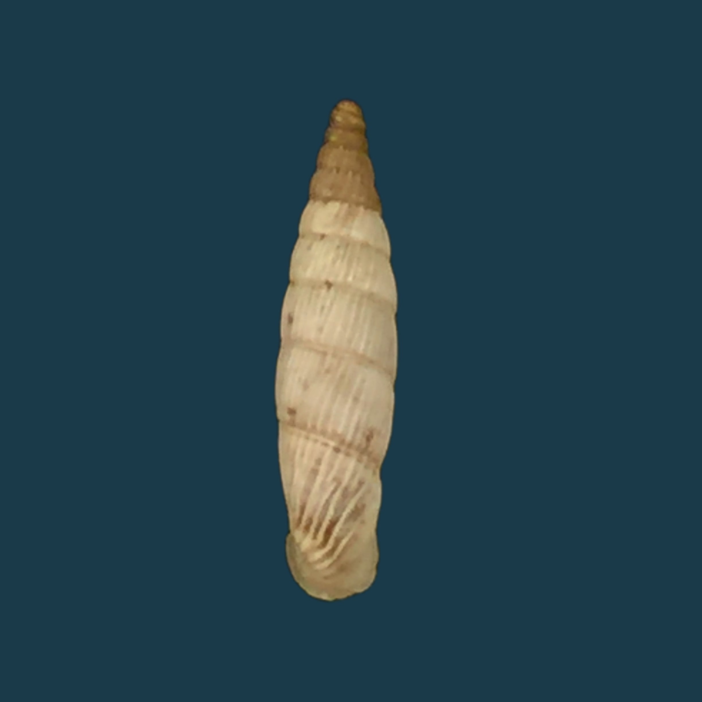 Albinaria senilis leucadia (Westerlund, 1901) - 13mm