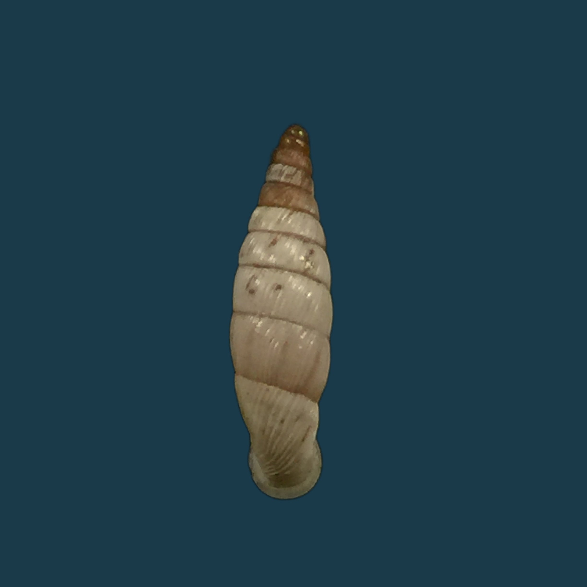 Albinaria schuchii schuchii (Rossmässler, 1836) - 11,5mm