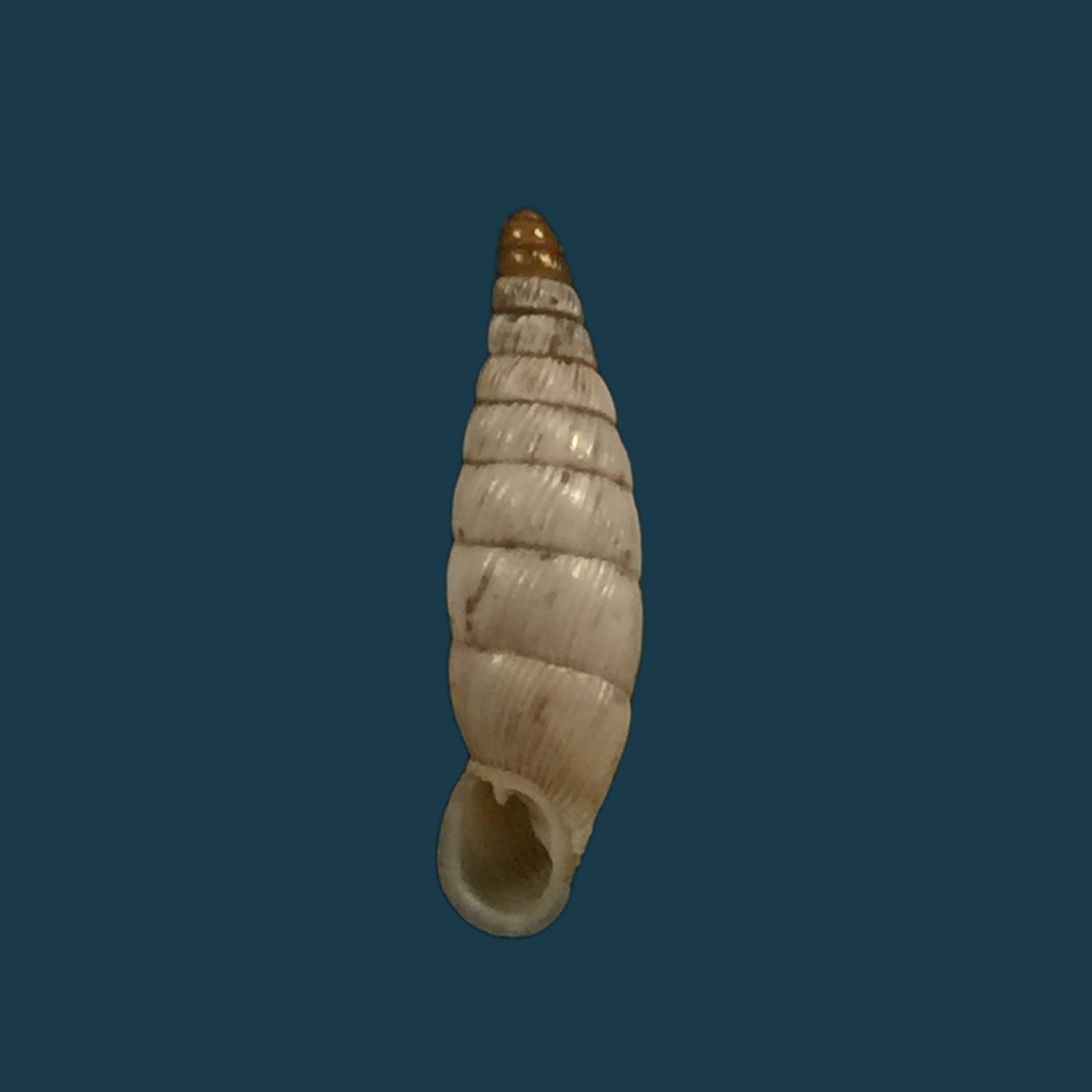 Albinaria schuchii schuchii (Rossmässler, 1836) - 11,5mm