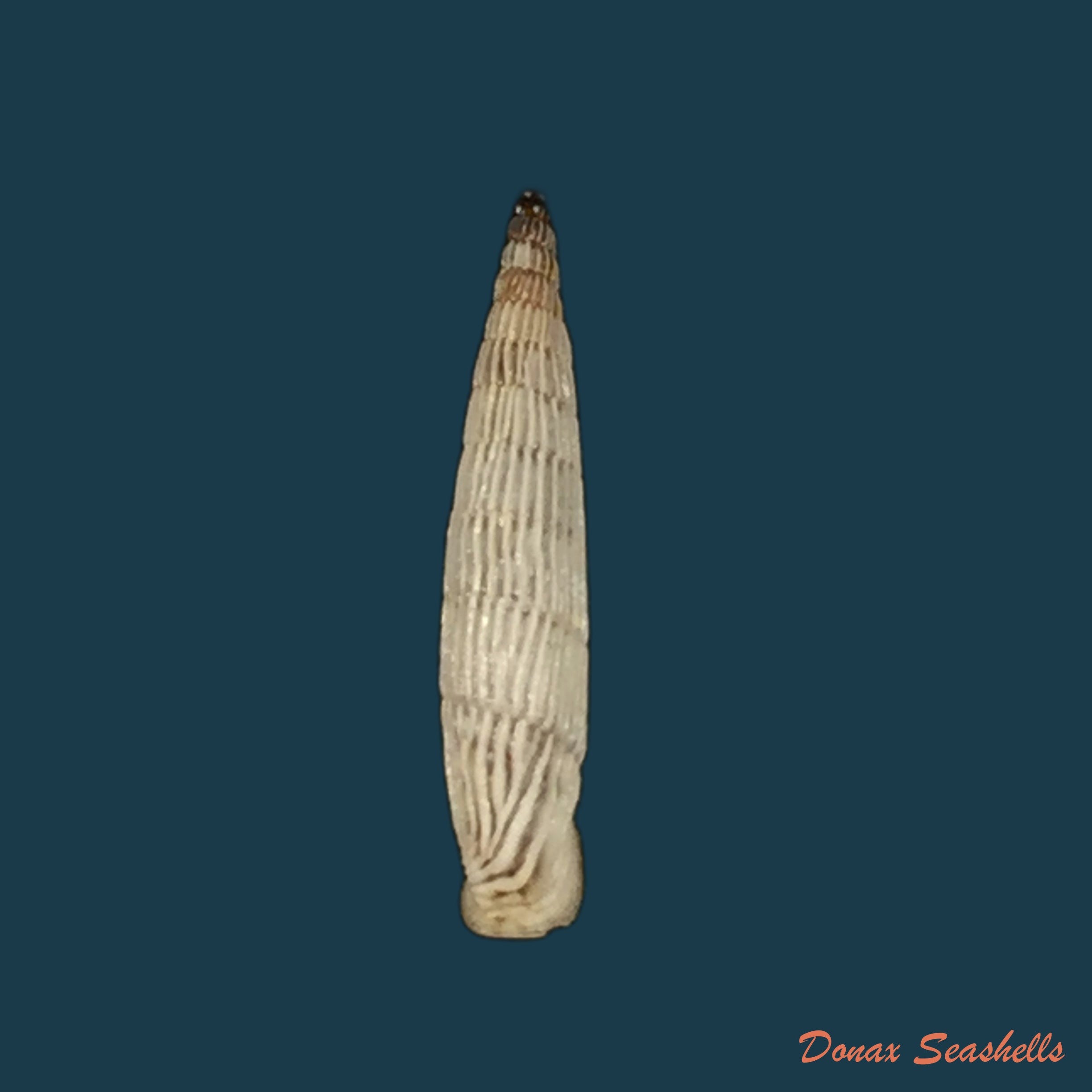 copia-de-albinaria-sublamelosa-o-boettger-1883-14mm