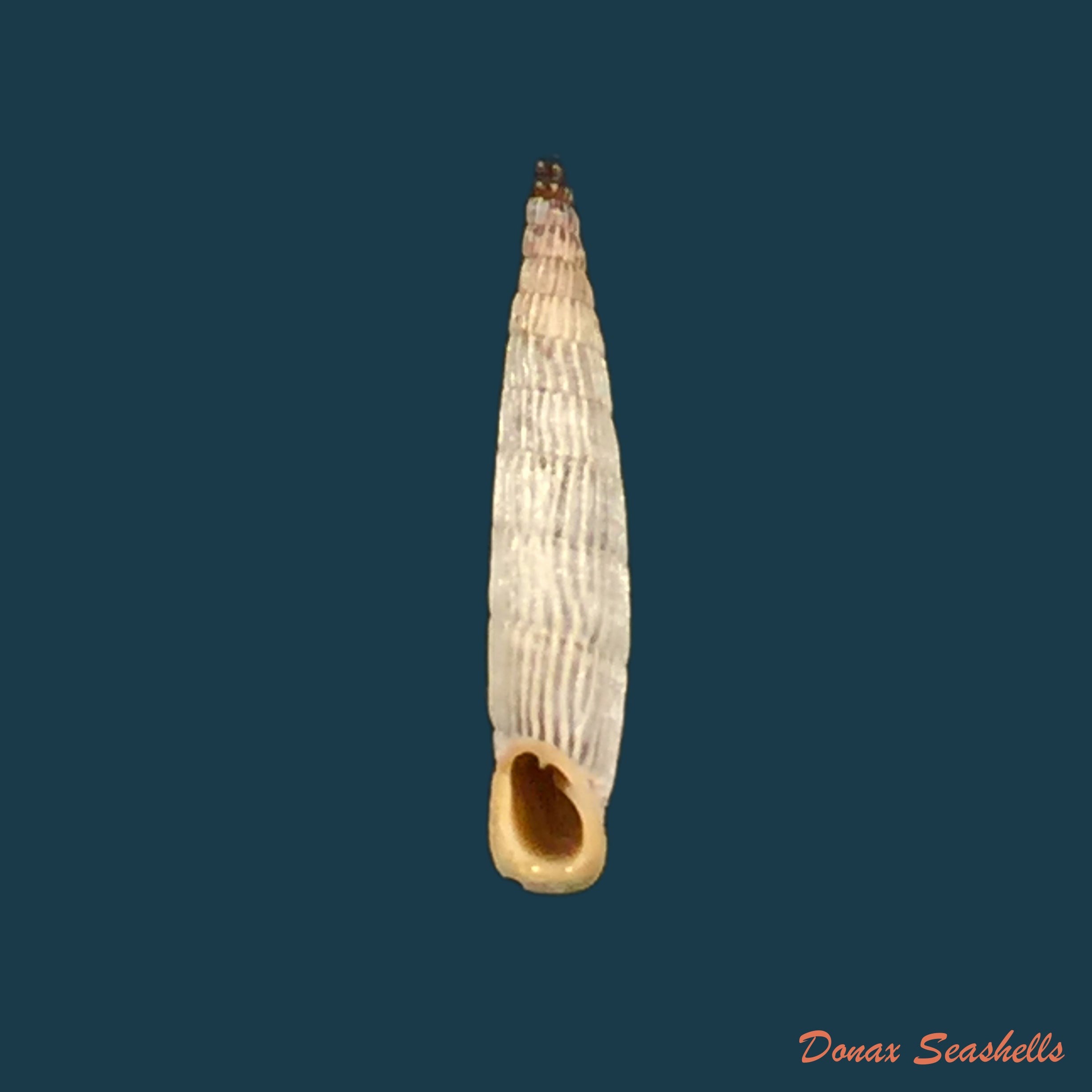 copia-de-albinaria-sublamelosa-o-boettger-1883-14mm