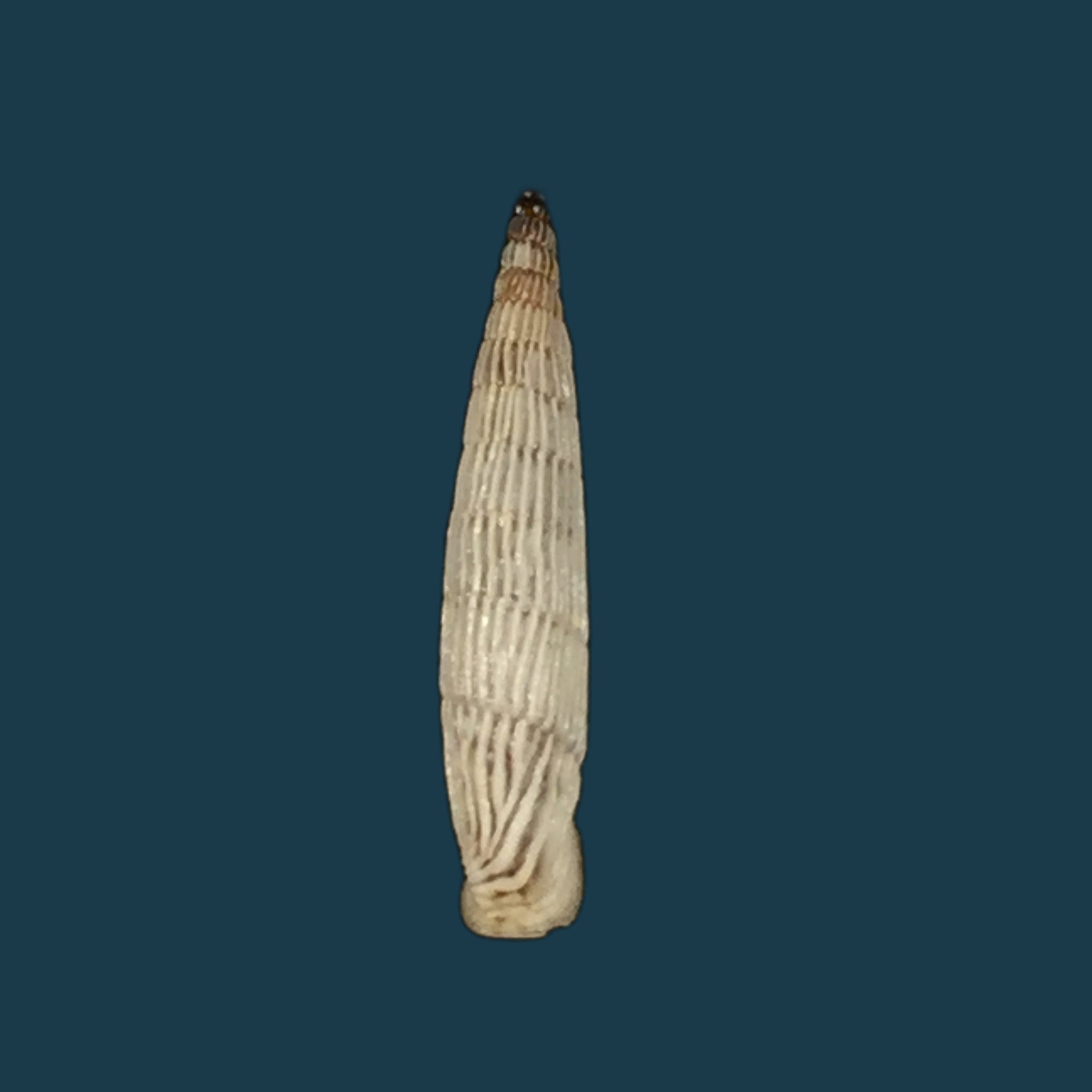 Albinaria teres extensa (L. Pfeiffer, 1864) - 17,4mm