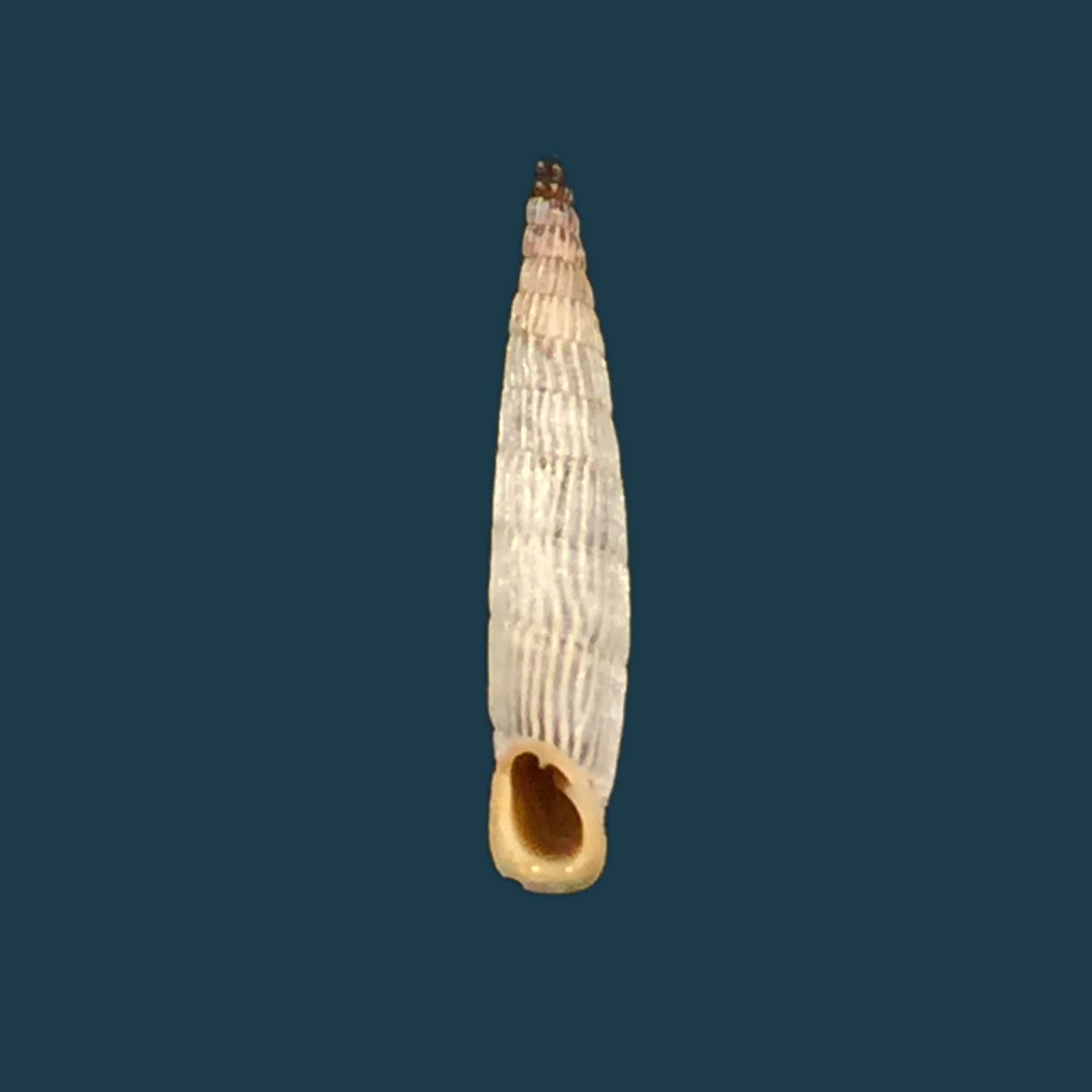 Albinaria teres extensa (L. Pfeiffer, 1864) - 17,4mm