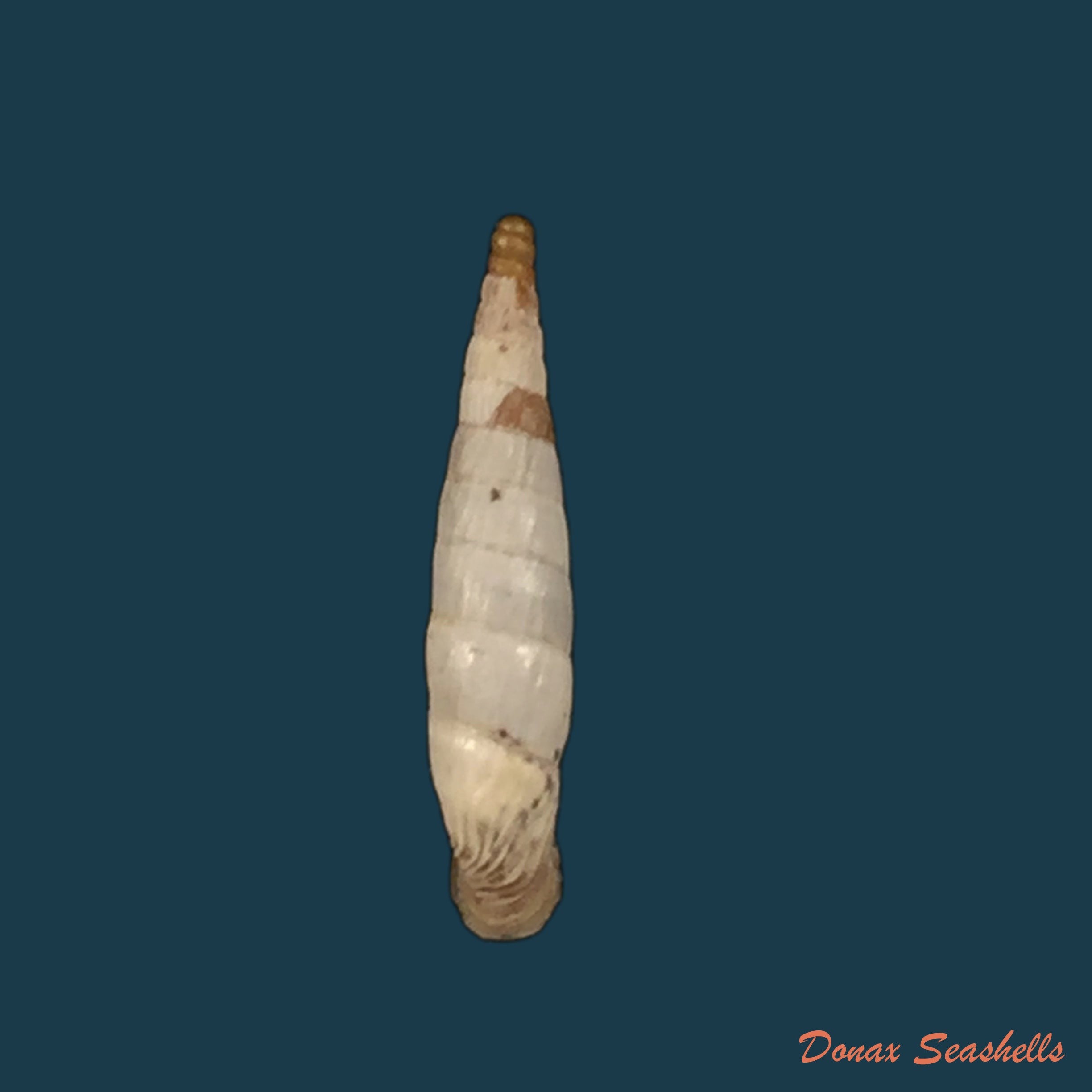 copia-de-albinaria-terebra-l-pfeiffer-1853-17-1mm