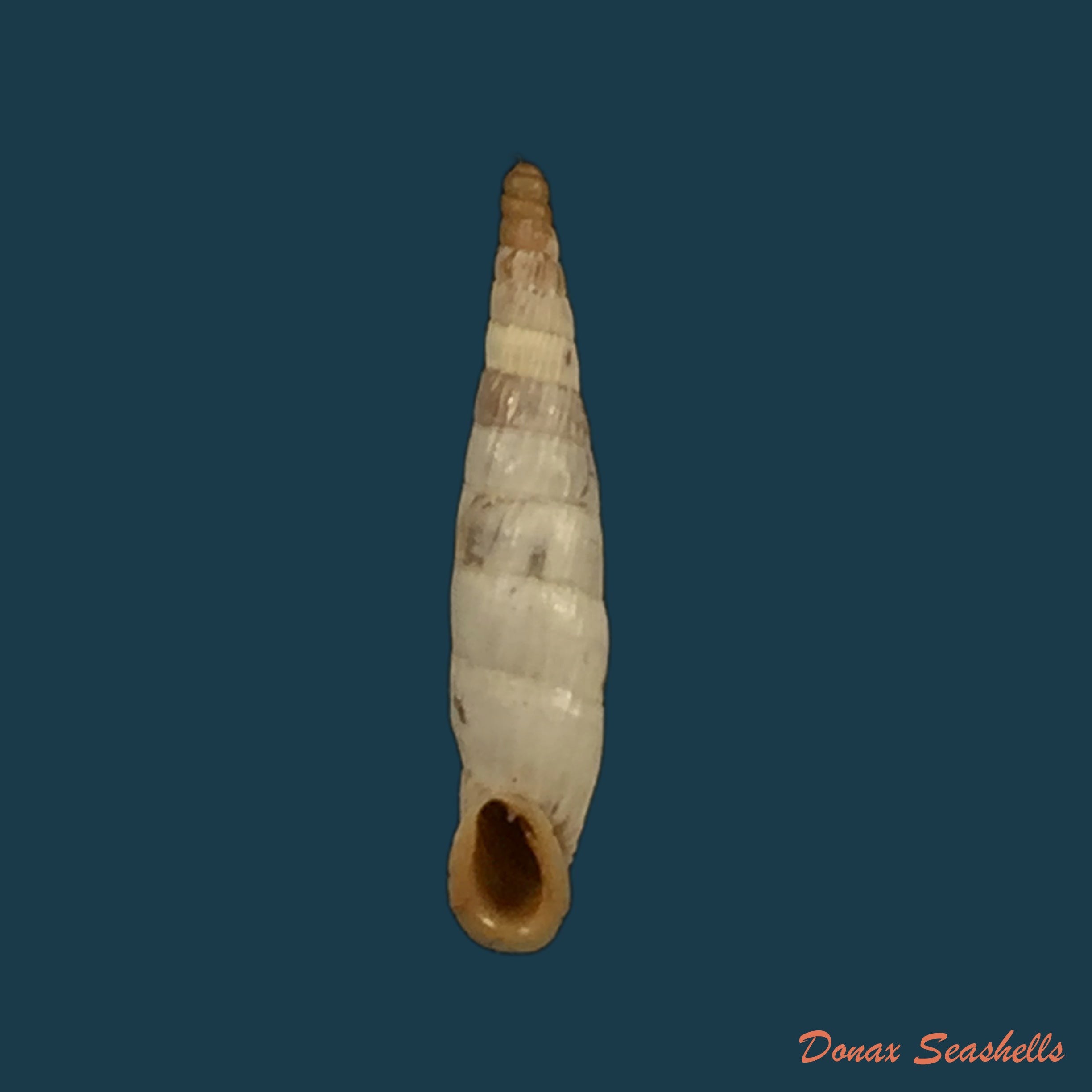 copia-de-albinaria-terebra-l-pfeiffer-1853-17-1mm