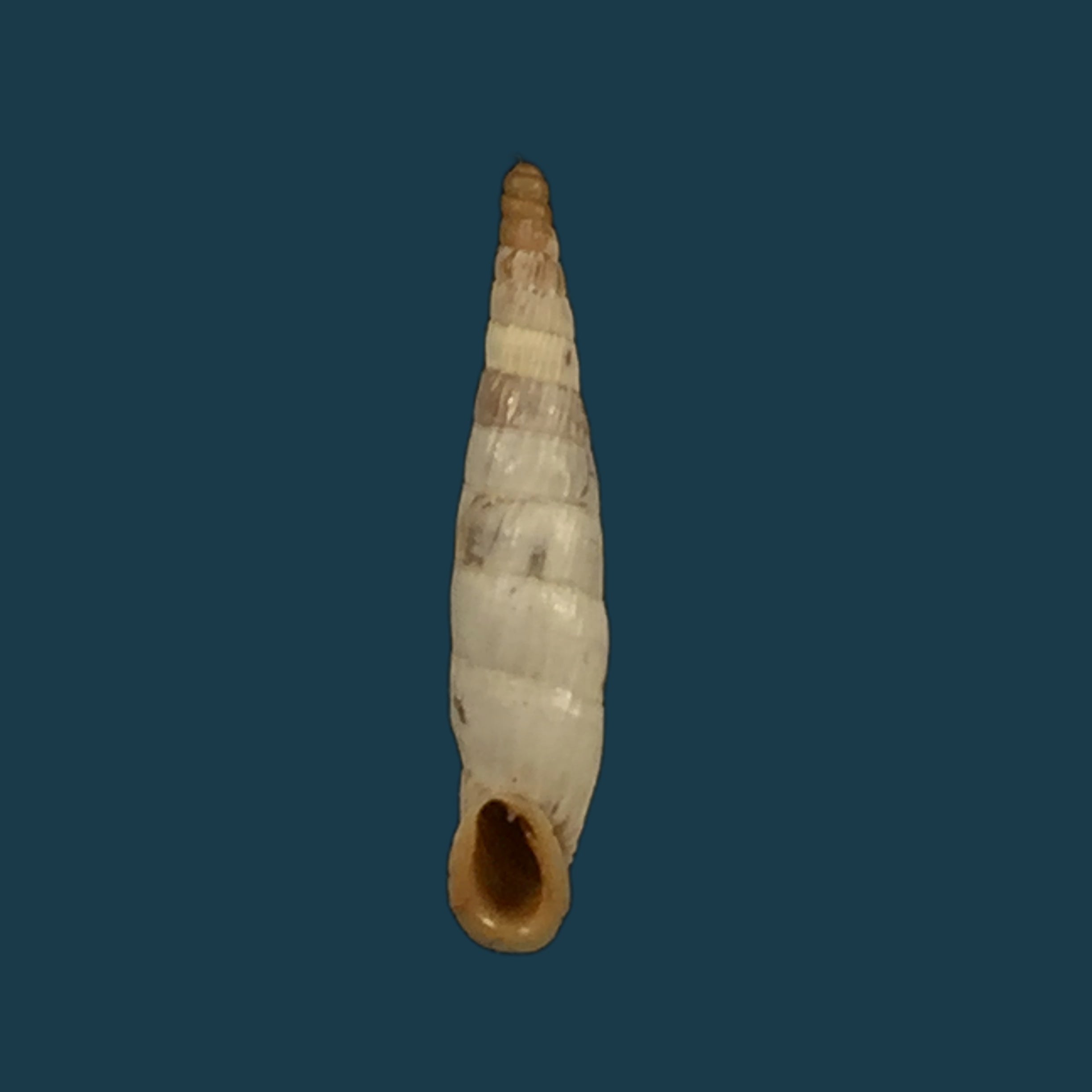 Albinaria olivieri (Roth, 1839) - 18,4mm