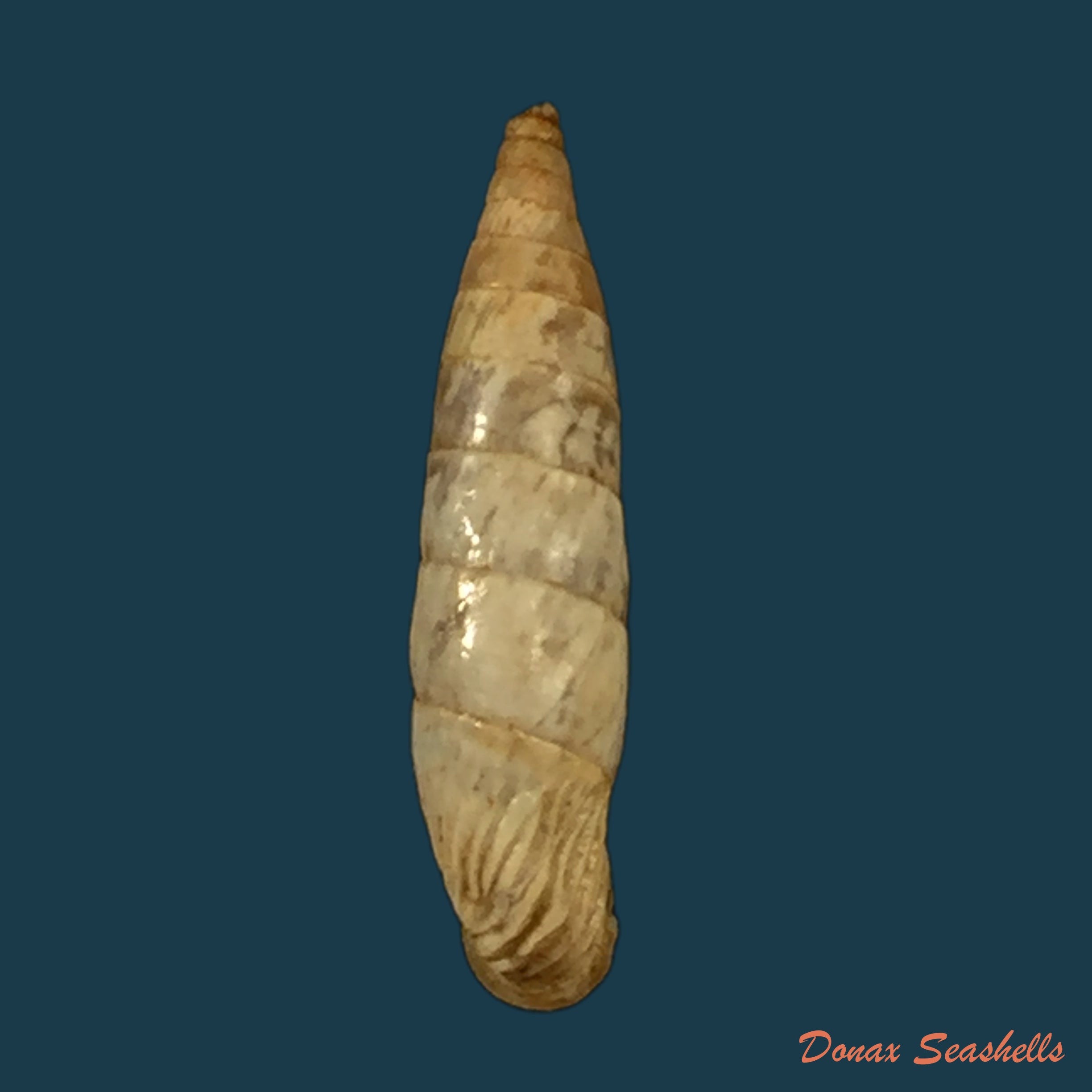 copia-de-albinaria-teres-extensa-l-pfeiffer-1864-18-2mm