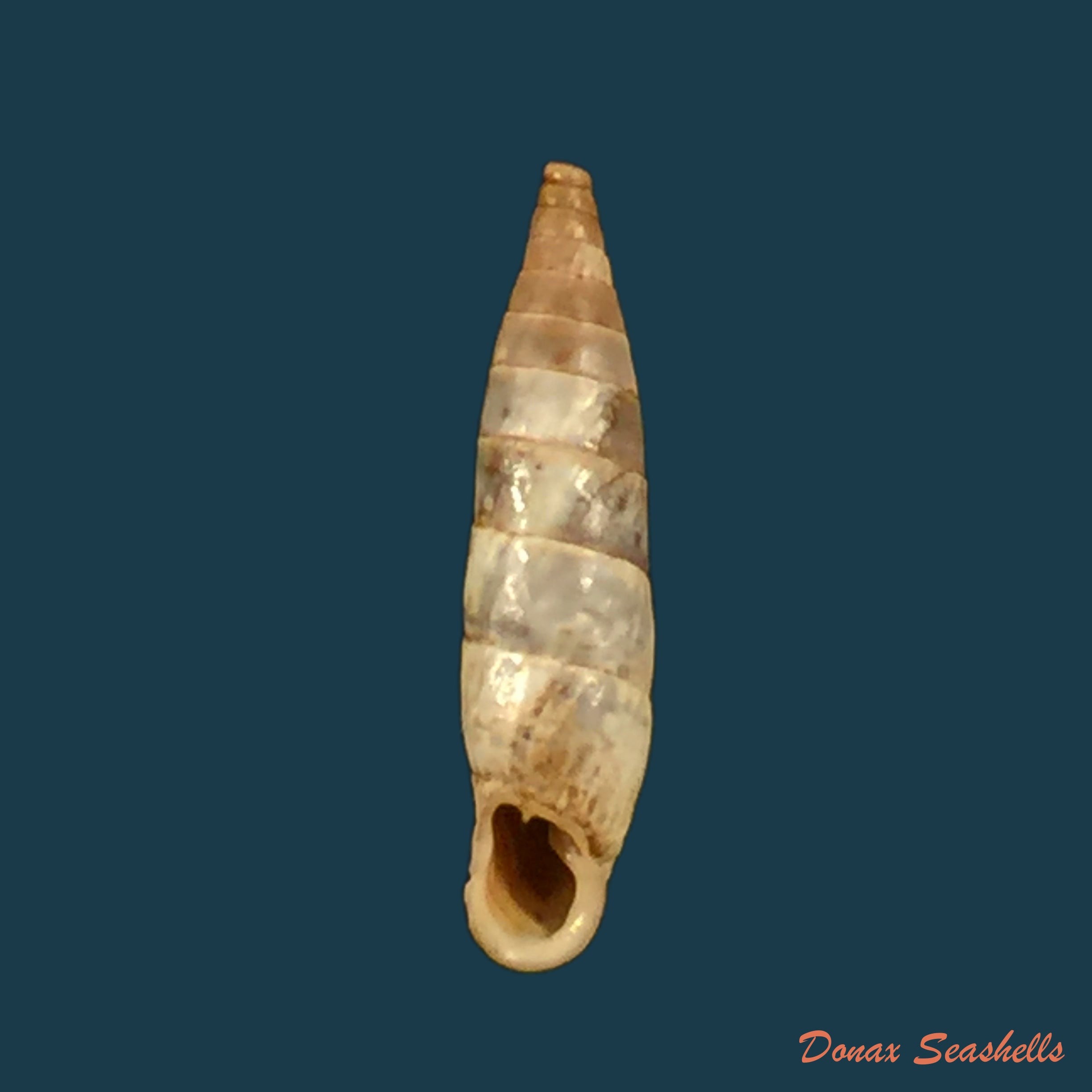 copia-de-albinaria-teres-extensa-l-pfeiffer-1864-18-2mm