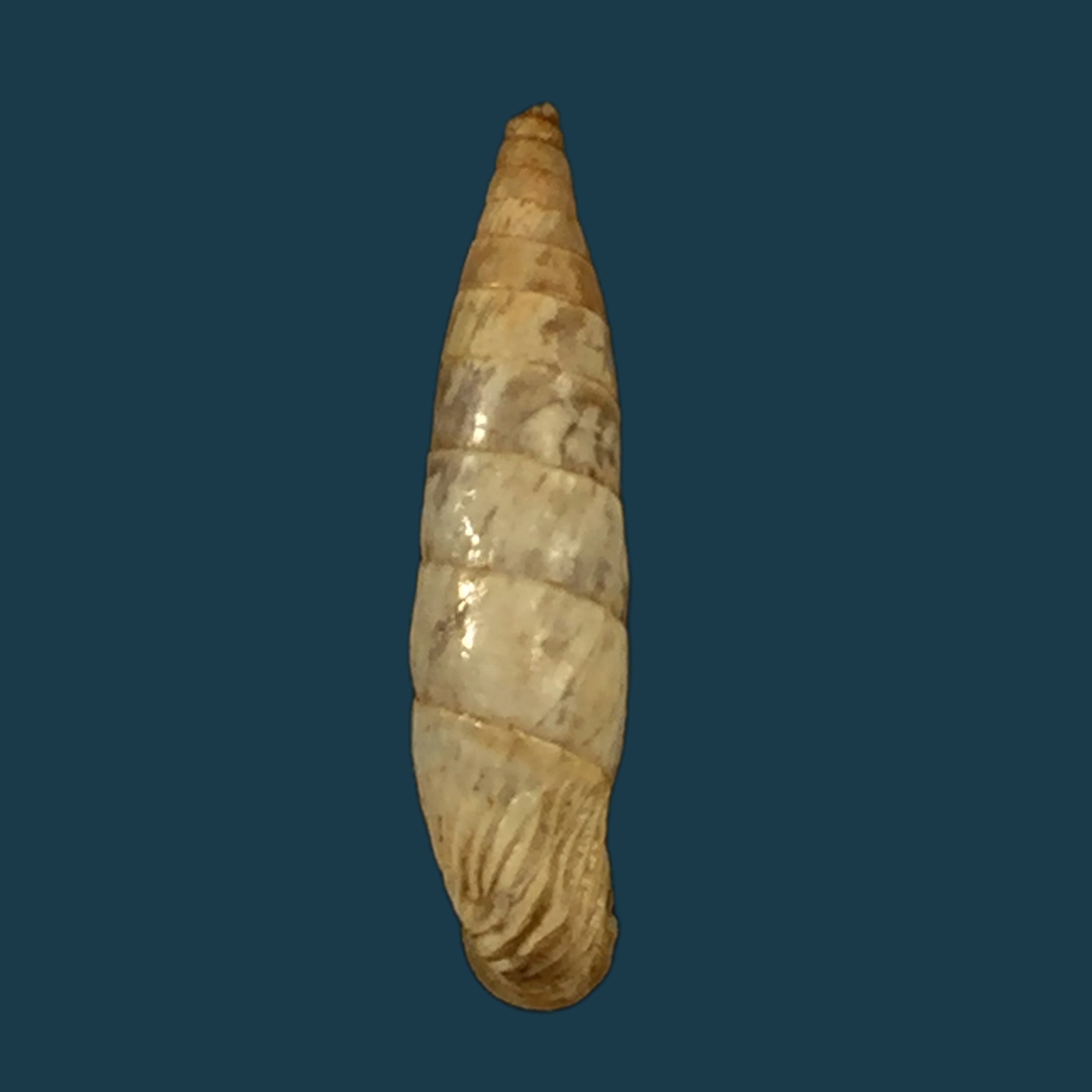 Albinaria eburnea glabella (L. Pfeiffer, 1865) - 20,9mm